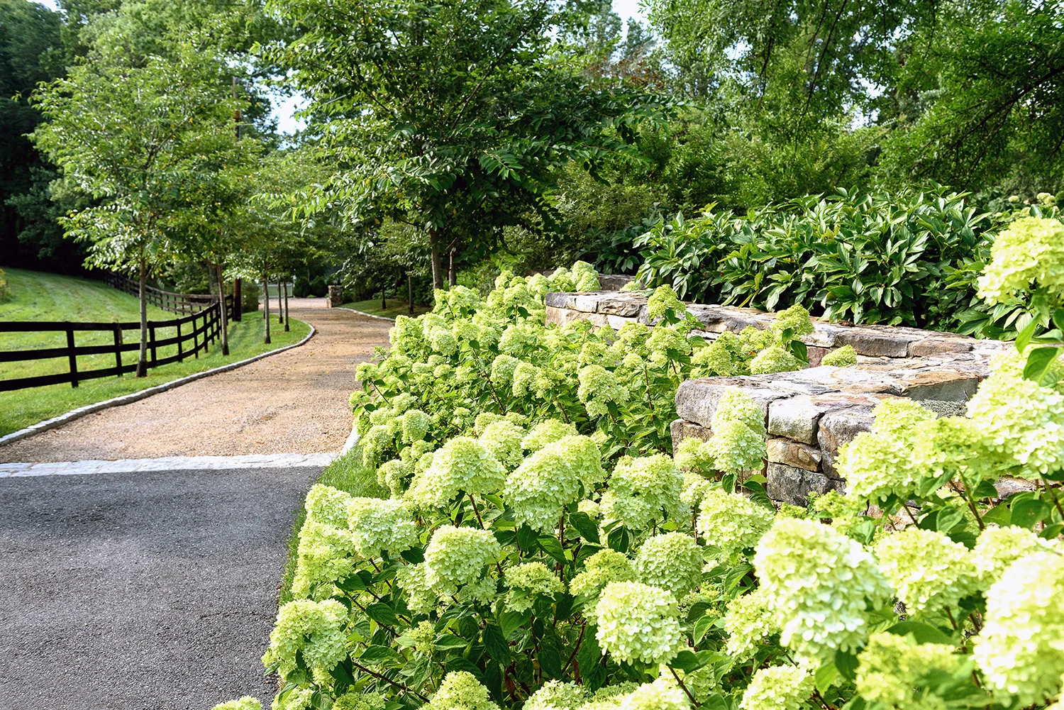 SB_Shady_drive_hydrangea_groundedllc.jpg