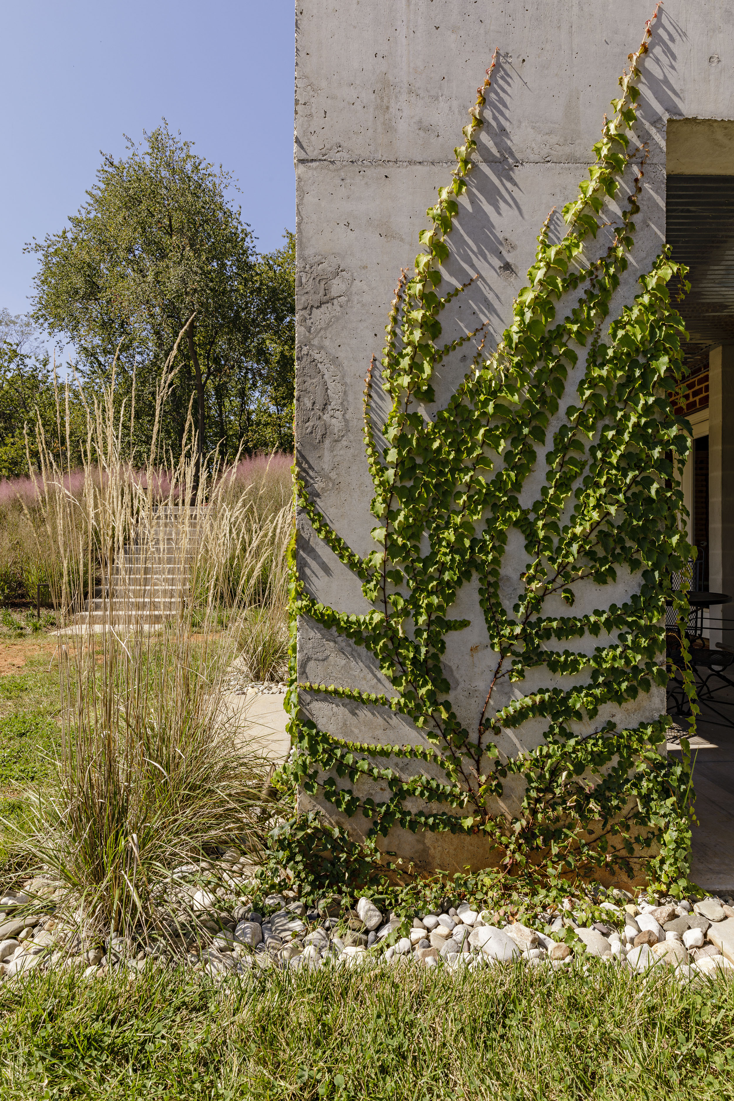 Grounded_vines_landscape-architecture-charlottesville_virginia.jpg