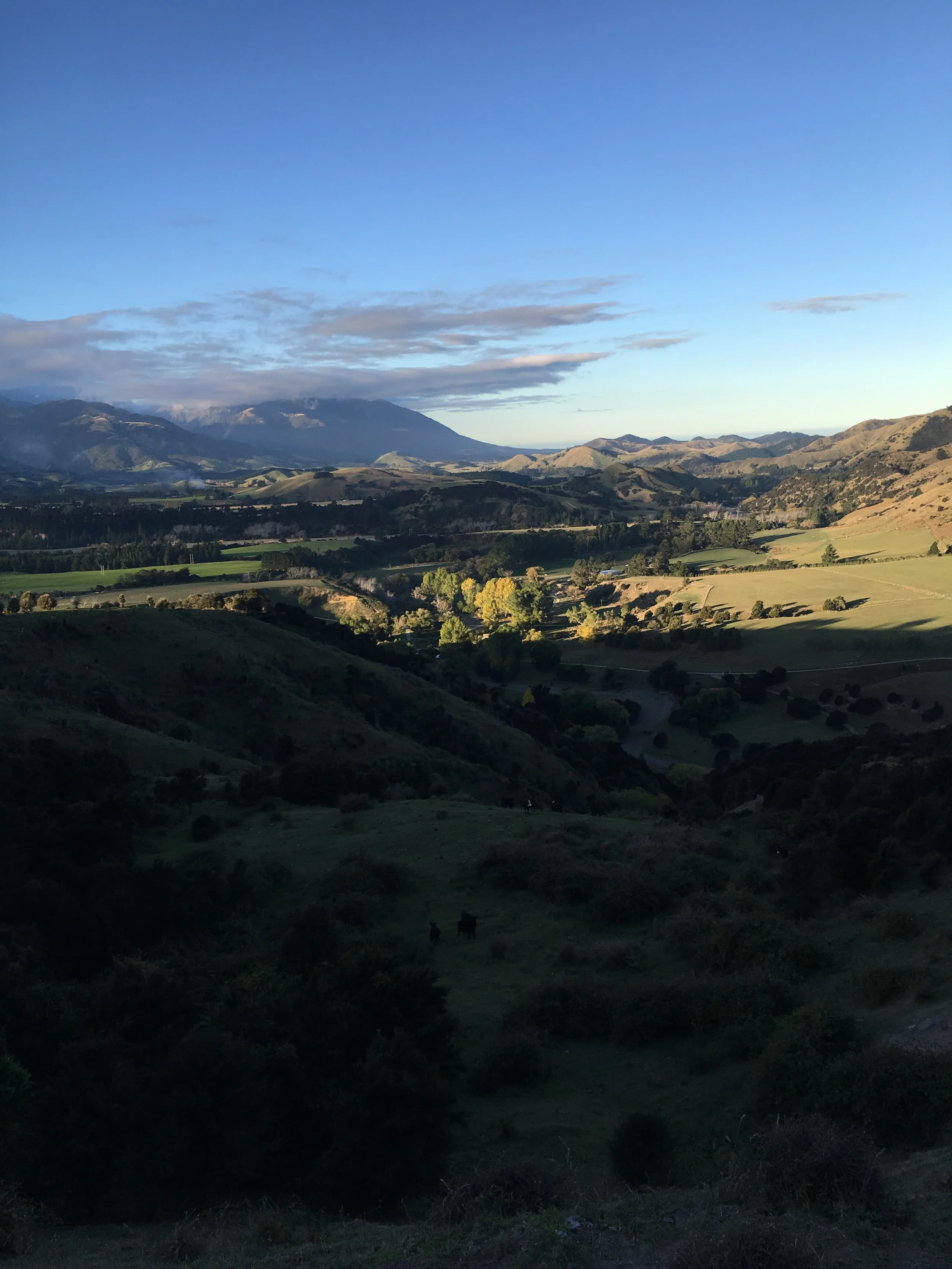 View, complete with skeptical, skittish cattle in the foreground hilltop