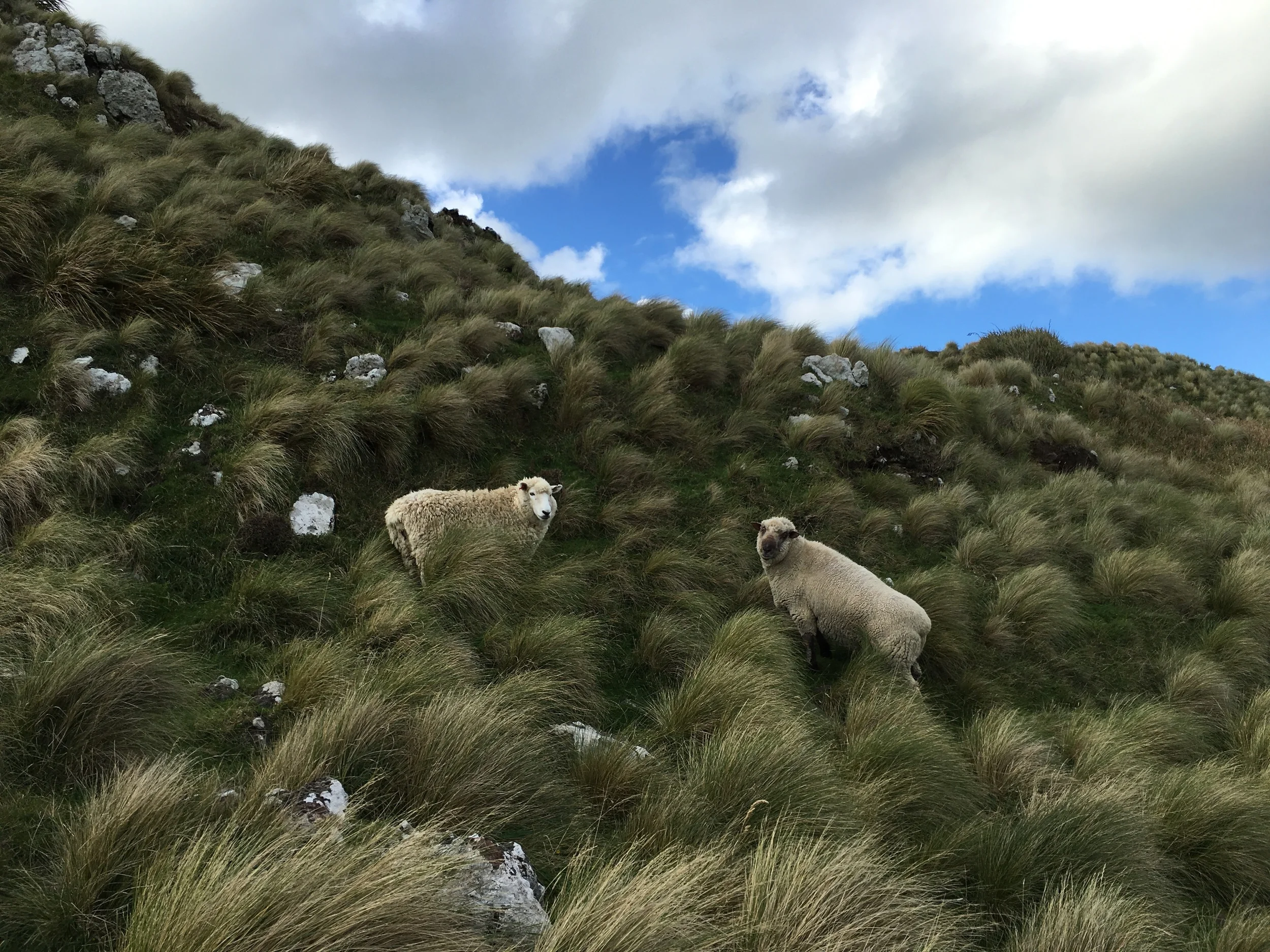 These sheep were clearly not paying attention to let me be this close