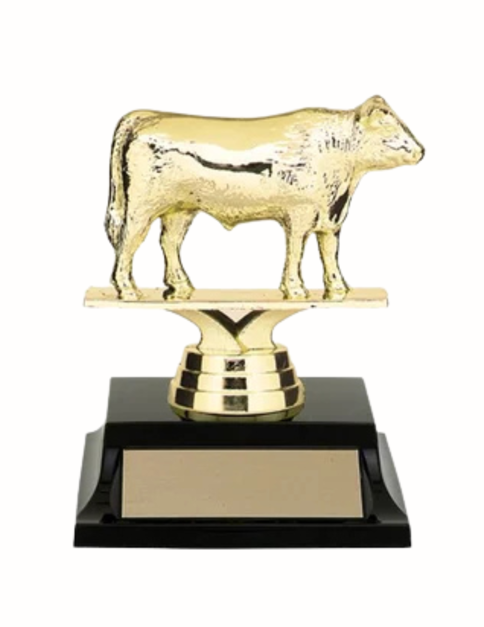 Angus Steer Trophy 4.5