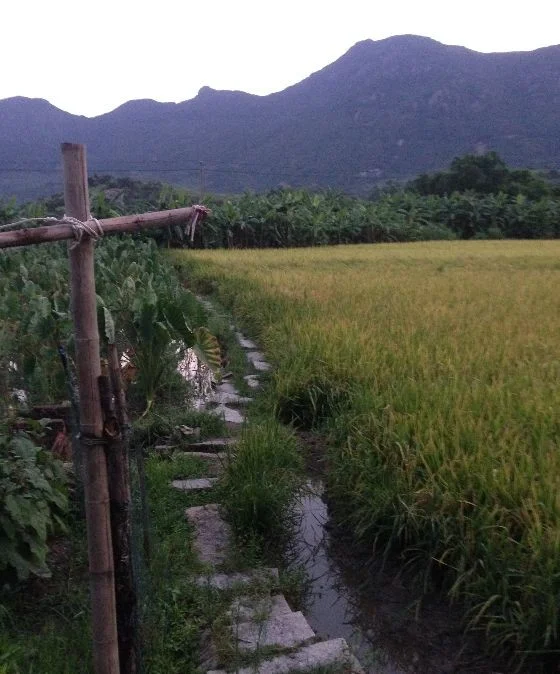 Yesterday Once More by Dingyi Liu ('17)