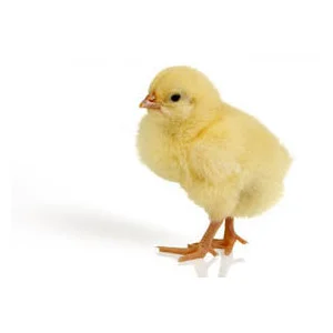 "The Cold Evolution" by Fatimatou Diallo ('19)