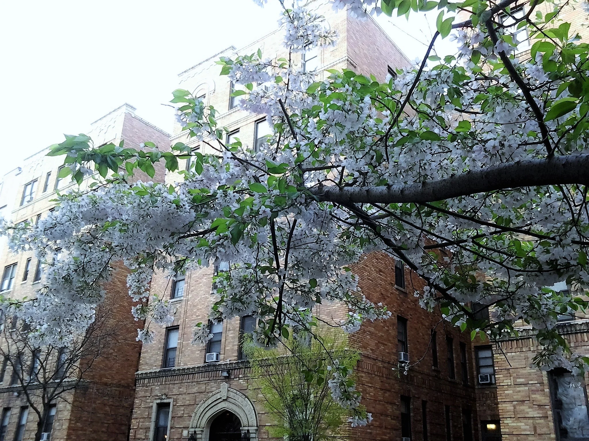 "Hopping Nature in a Polluted City" by Roymil Terrero ('19)