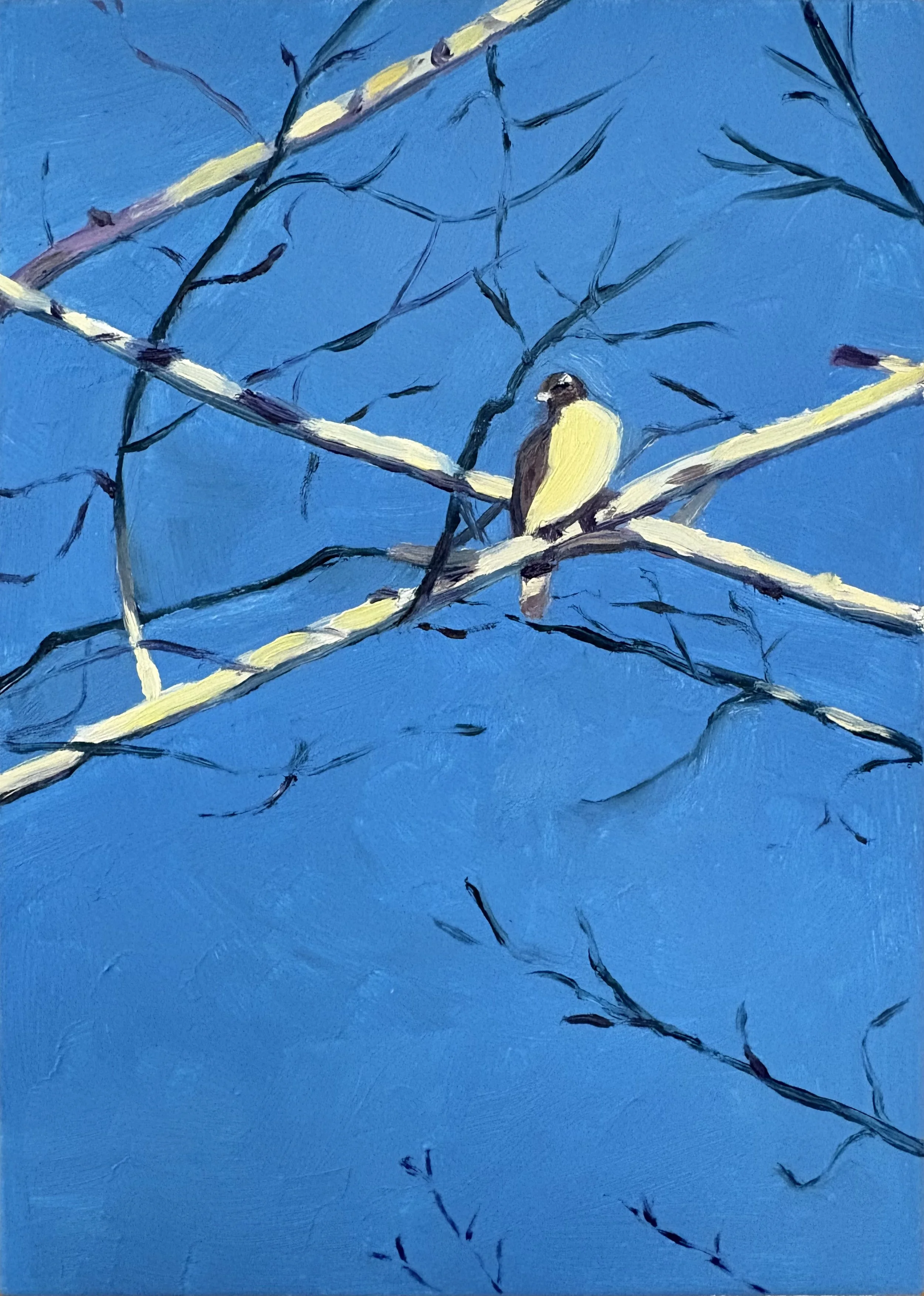 Look UP! - Hawk