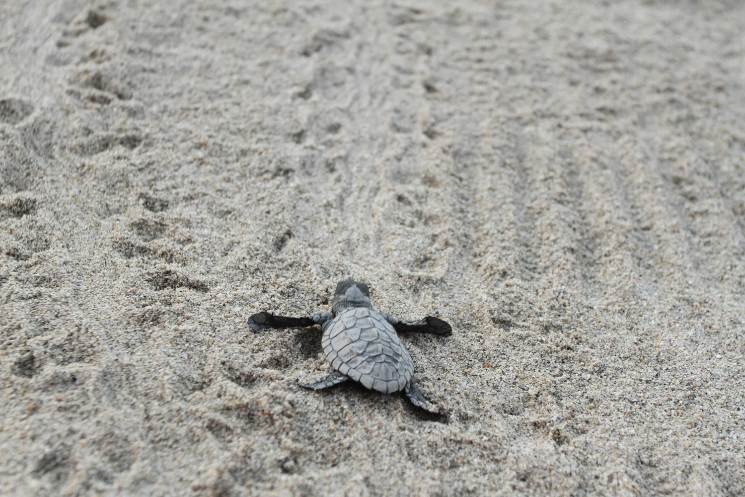 Releasing Baby Turtles In Mexico C Wetzel Photography