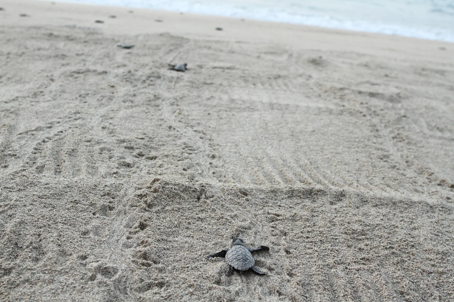 Releasing Baby Turtles In Mexico C Wetzel Photography