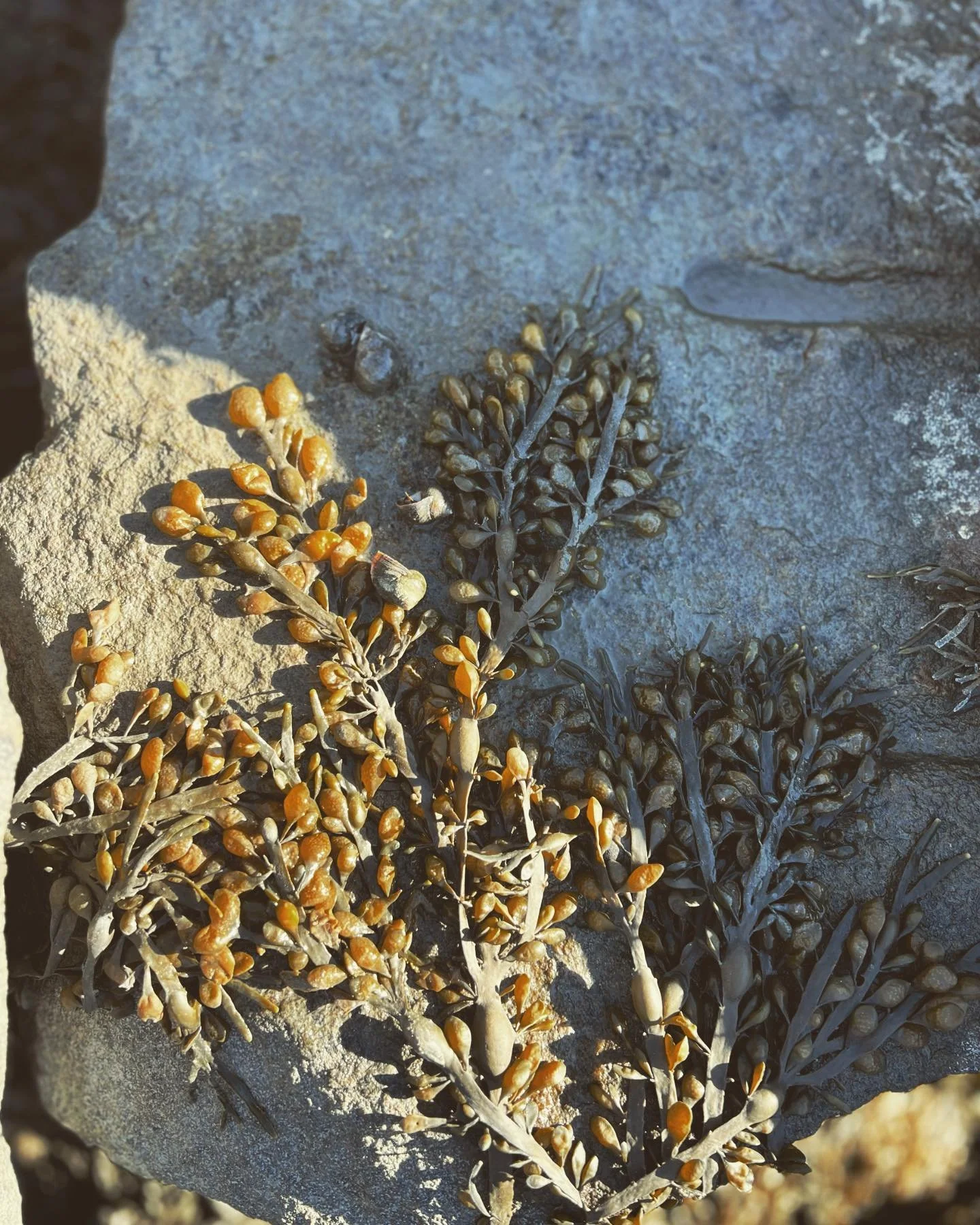 Seaweed and snails