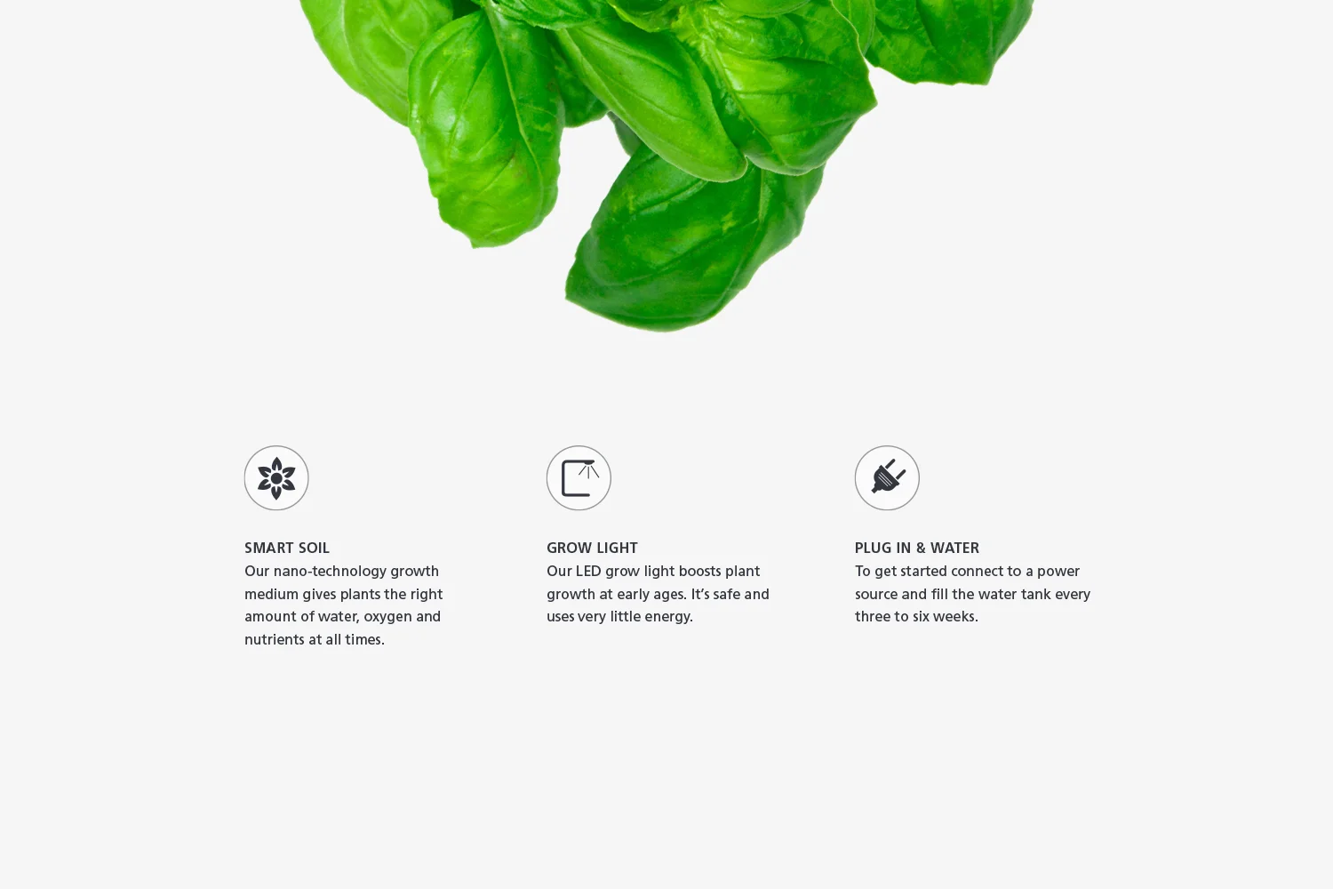 3_steps_basil.jpg