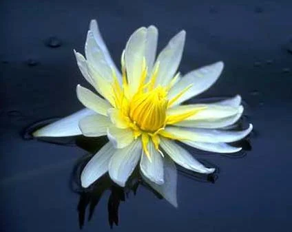 Every blossom shows its own beauty to the sun. Your story matters.