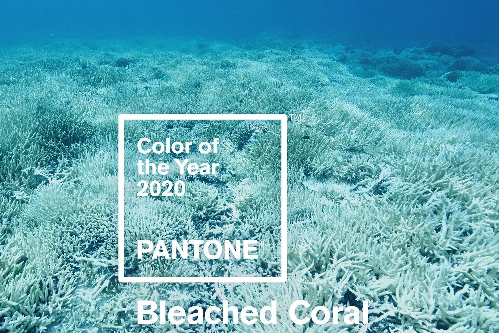 Color+of+Year+2020.jpg