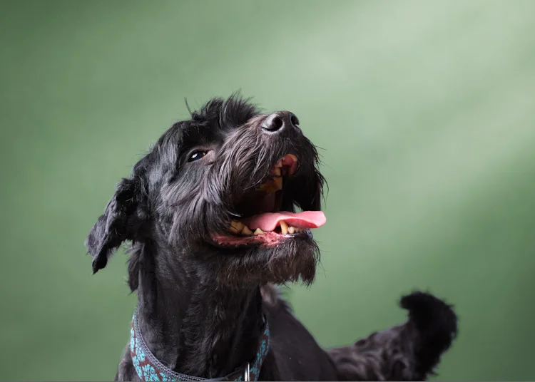 ExportSPCA_AES0779 1.jpg