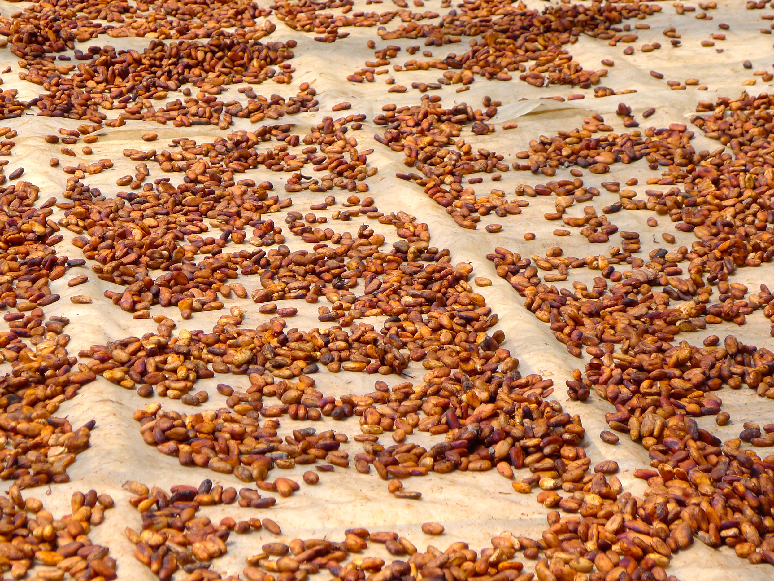  DRYING COCOA BEANS.&nbsp; 