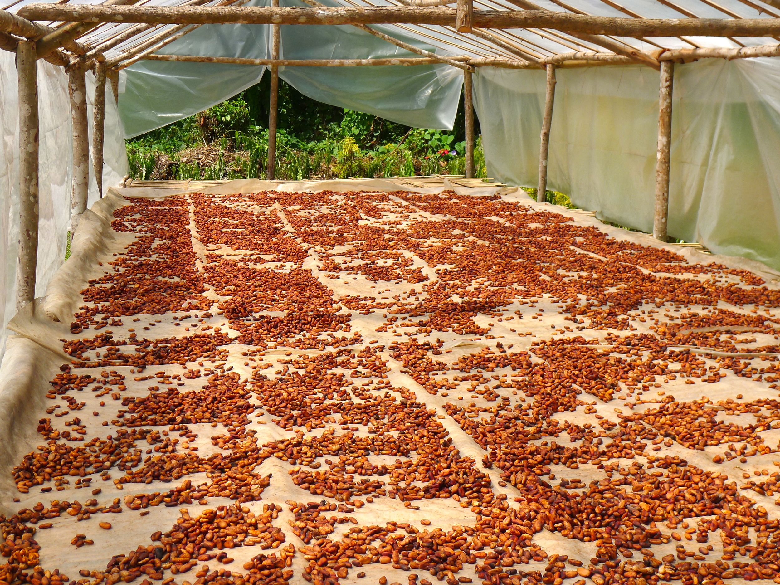  COCOA DRYER.&nbsp; 