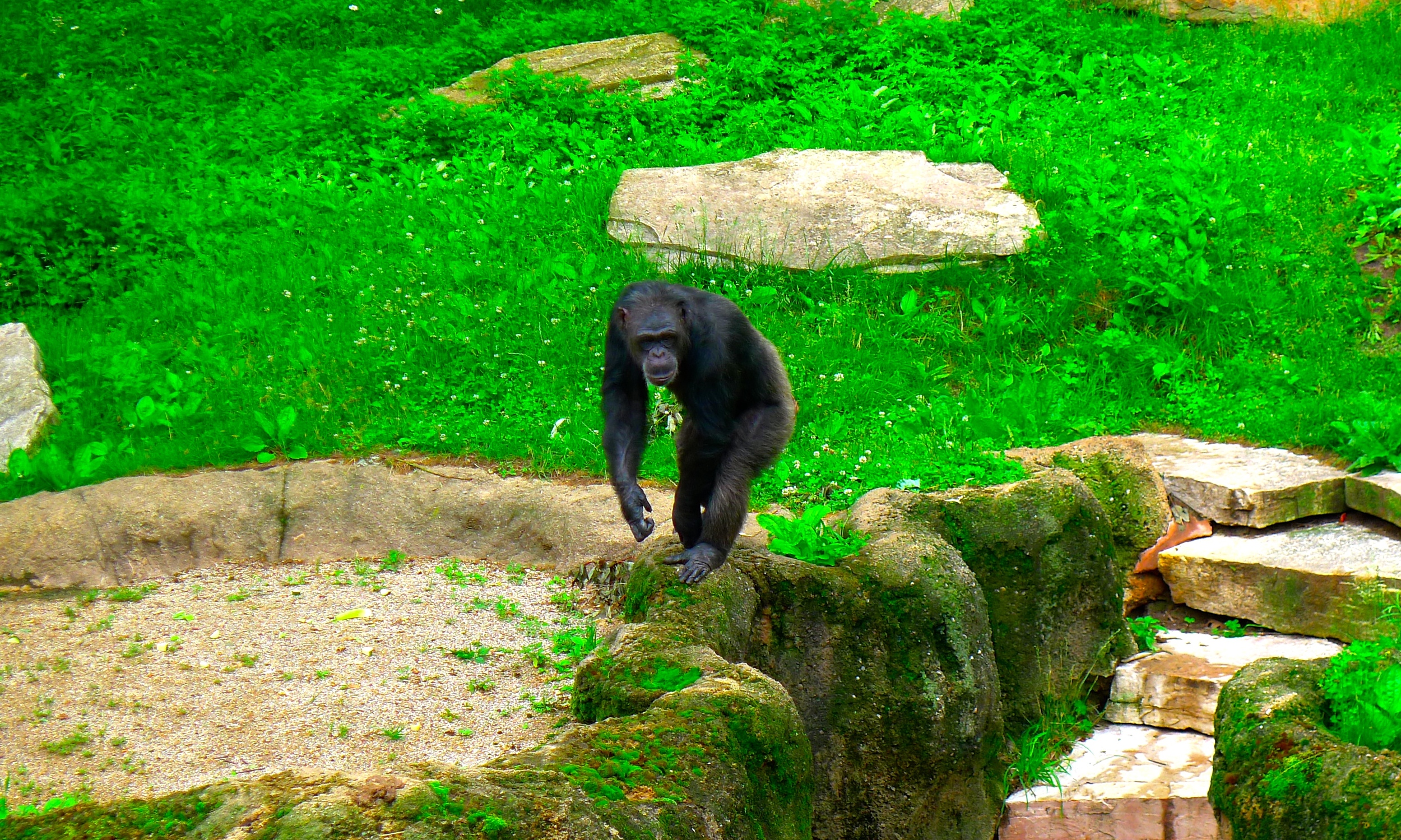 John Ball Park Zoo chimps.JPG