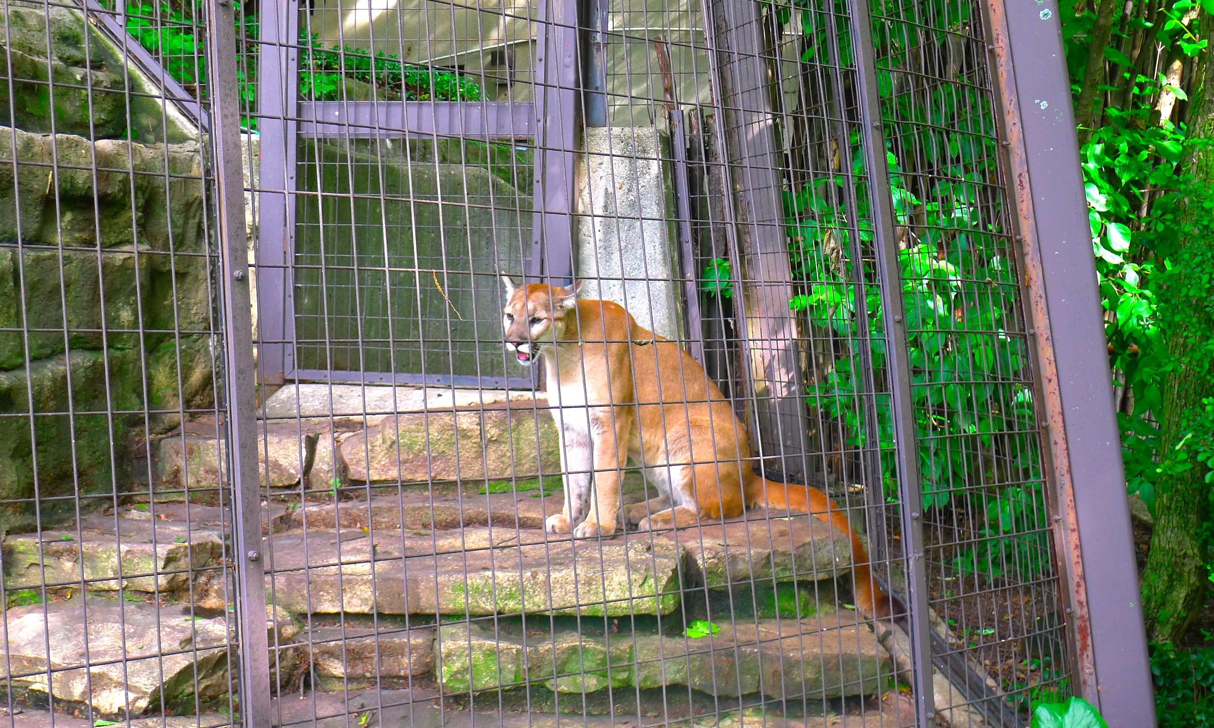 John Ball Park Zoo mountian lion.JPG