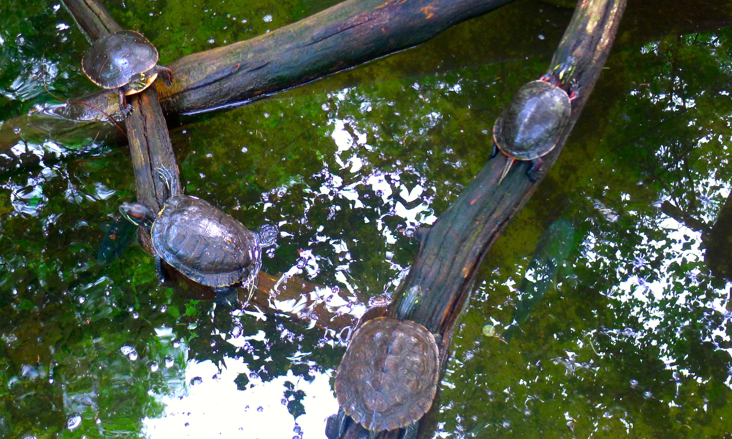 John Ball Park Zoo turtles.JPG