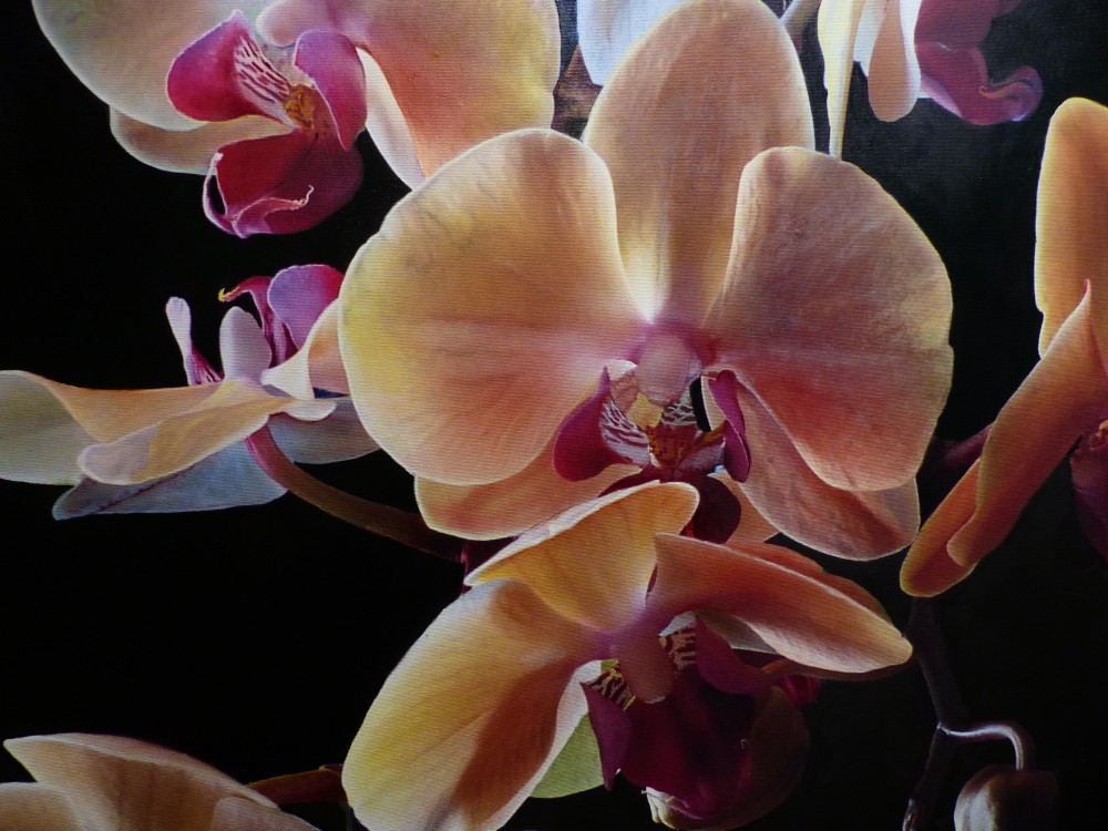 Orchids in 3D