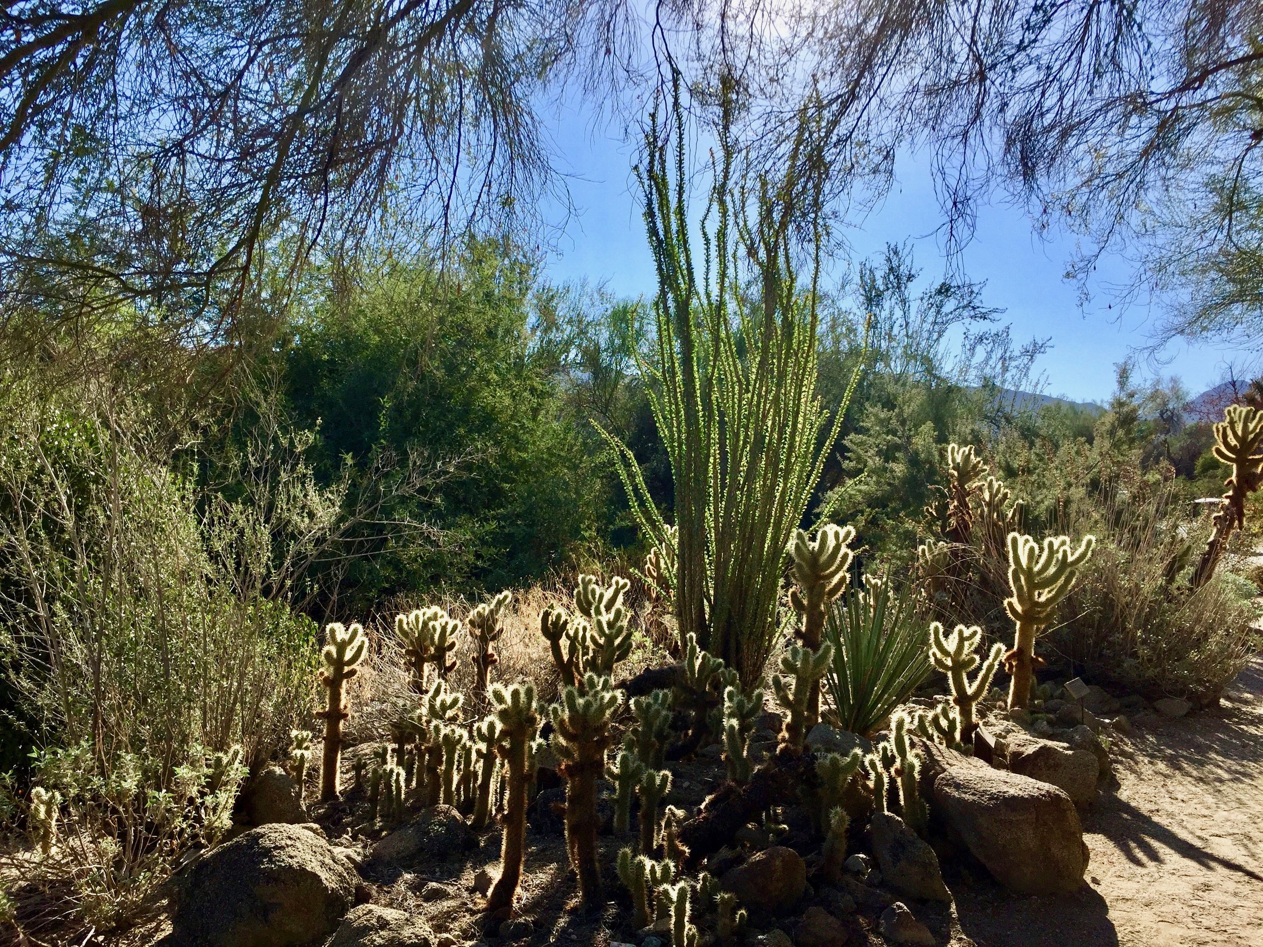 LIving Desert Botanical Gardens.jpg