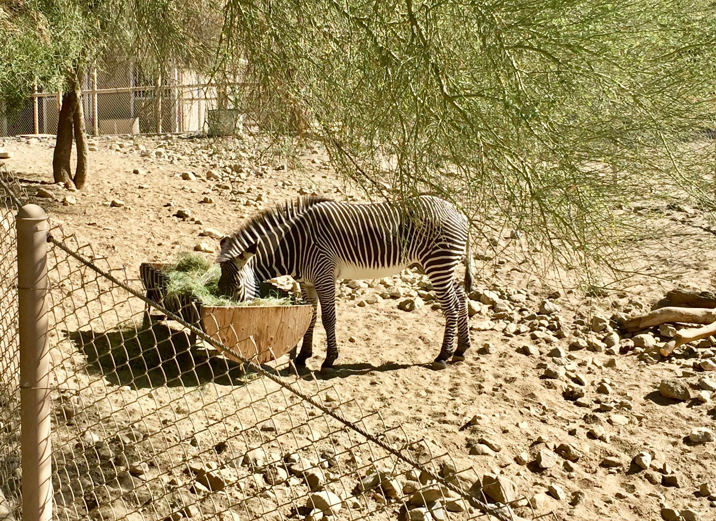Living Desert Zebra.jpg