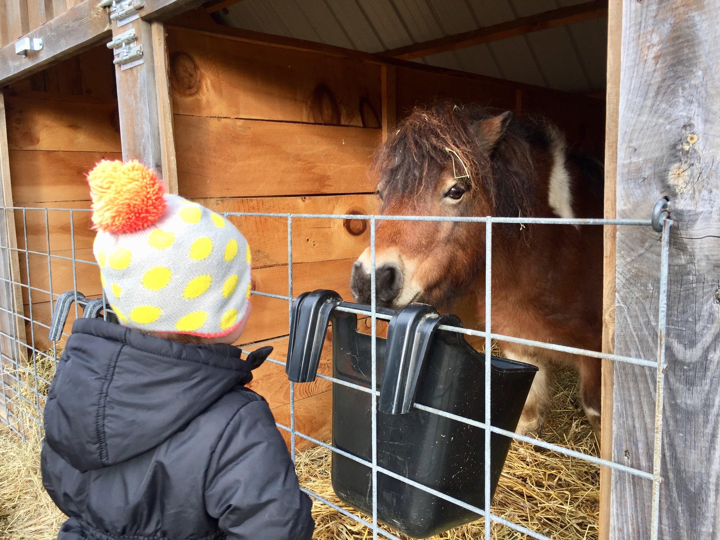 Hart Tree Farm horses.jpg