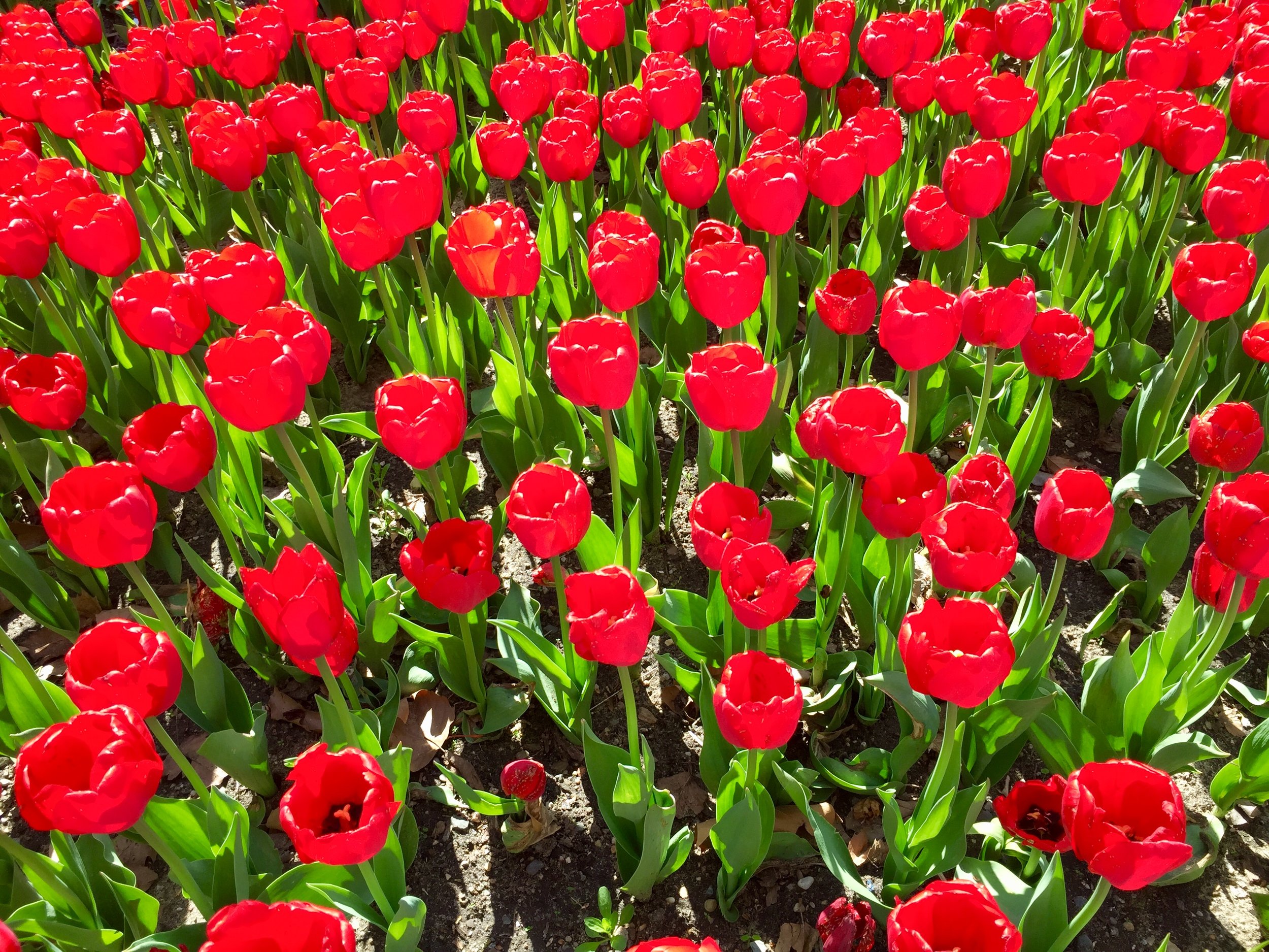 Tulip Time Holland.jpg