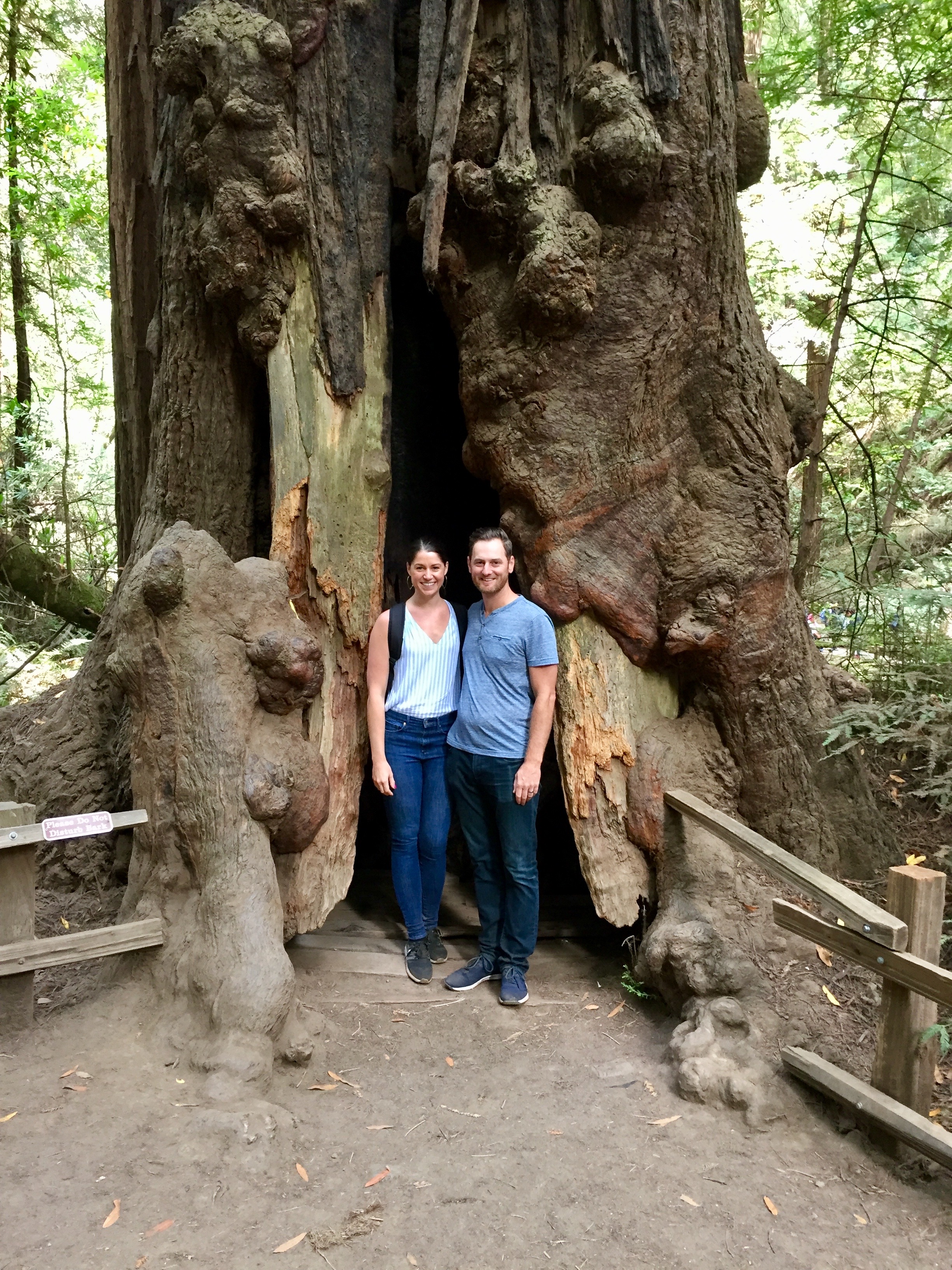 Muir Park Tree.jpg