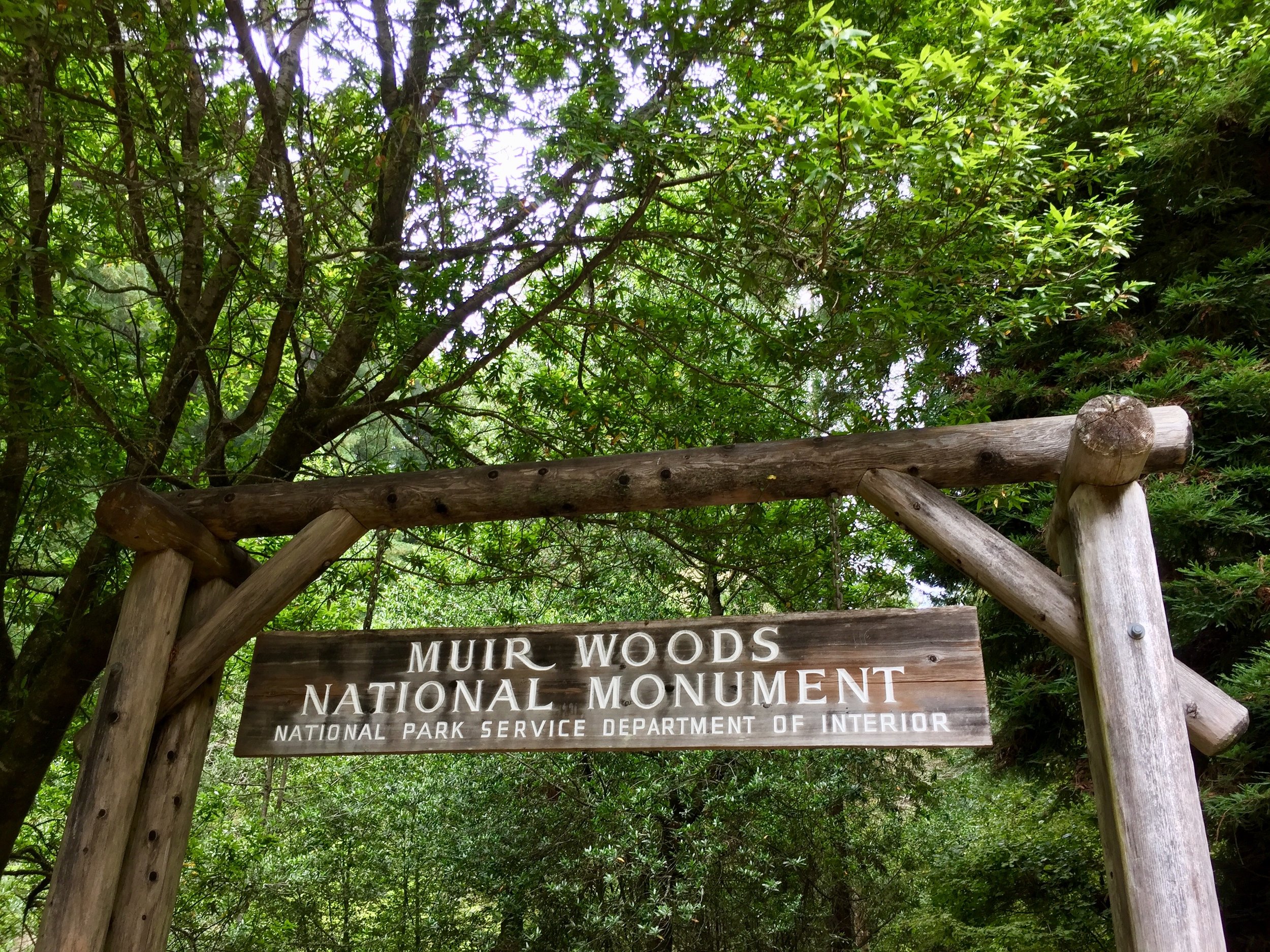 Muir Woods National Monument.jpg