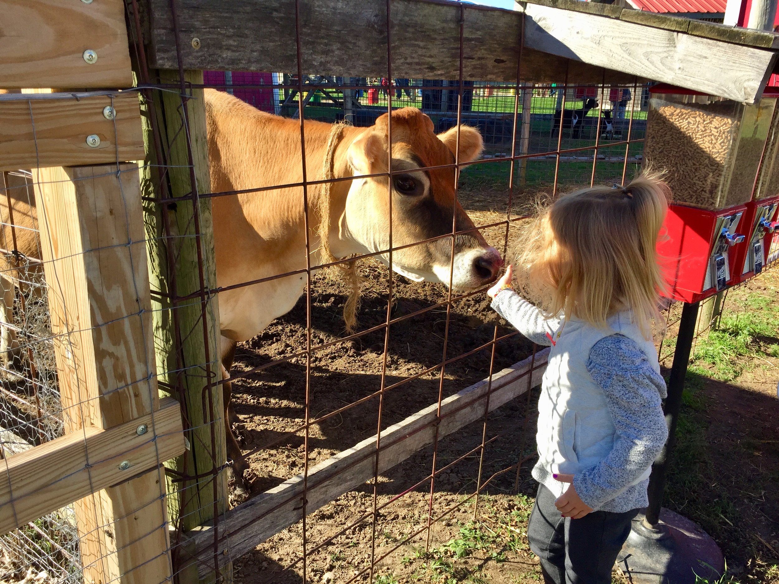 Klackle Orchard Cow.jpg