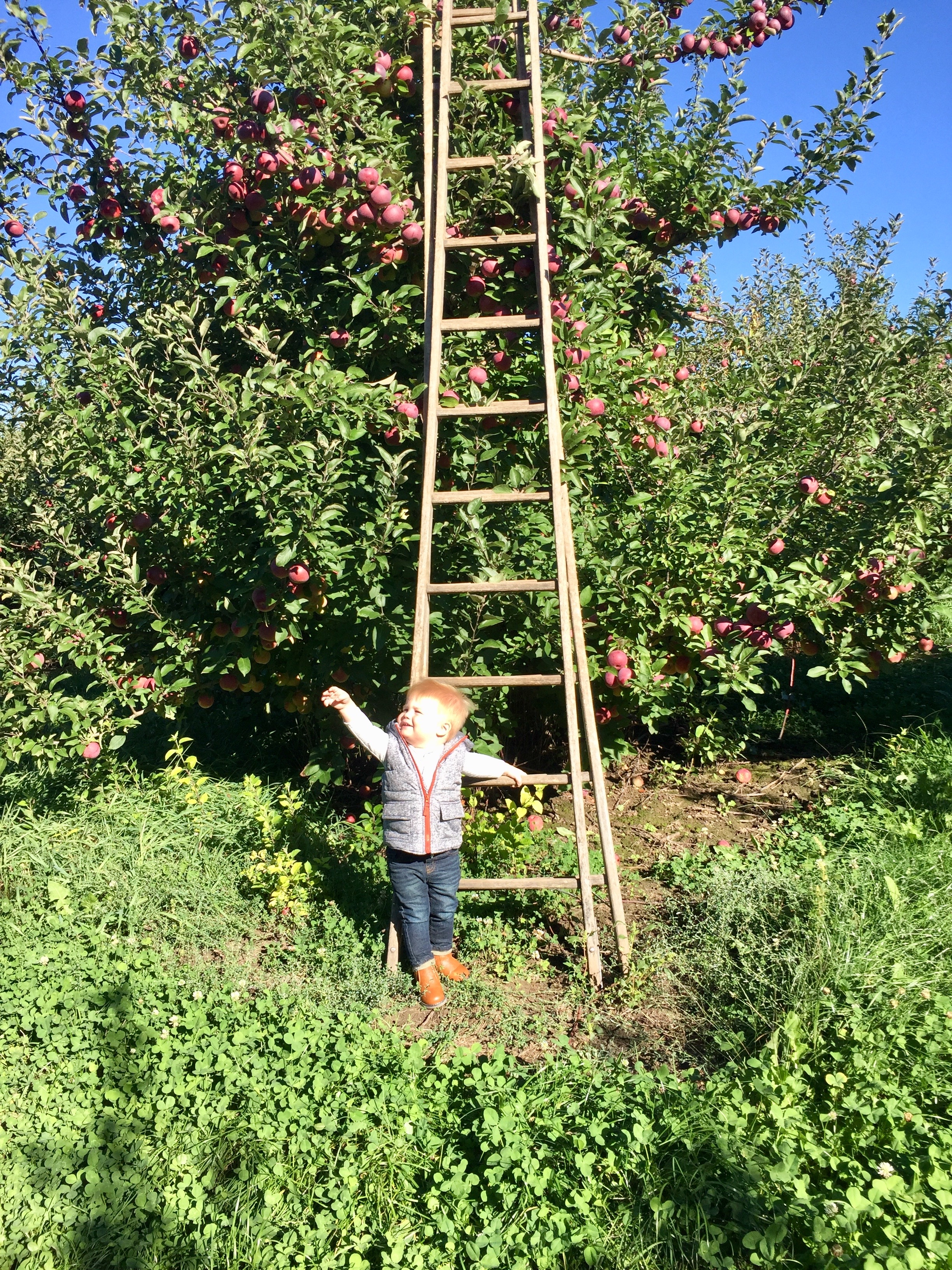 Klackle Orchard Ladder.jpg