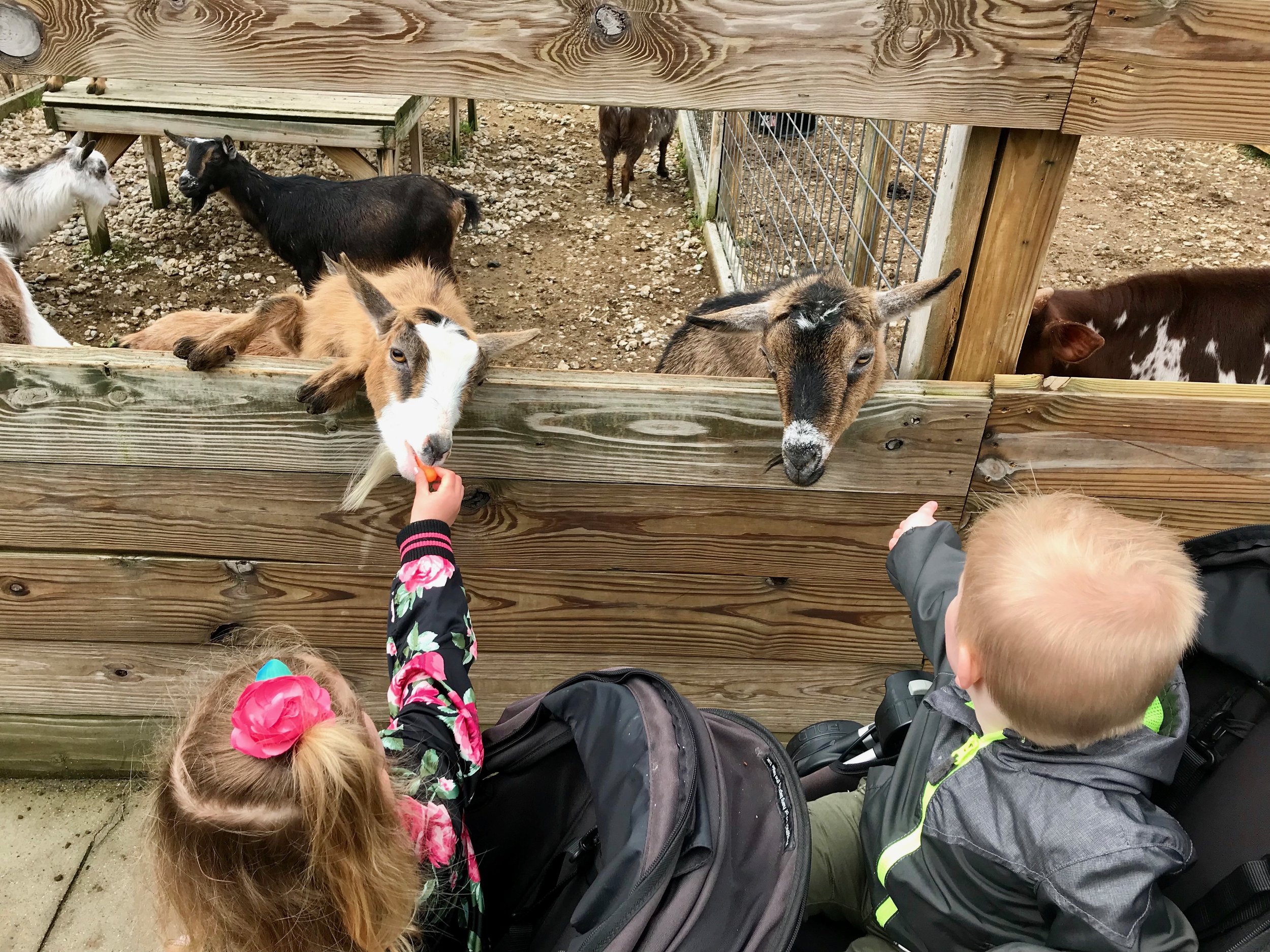 Bolder Ridge Animal park feeding goats.jpeg