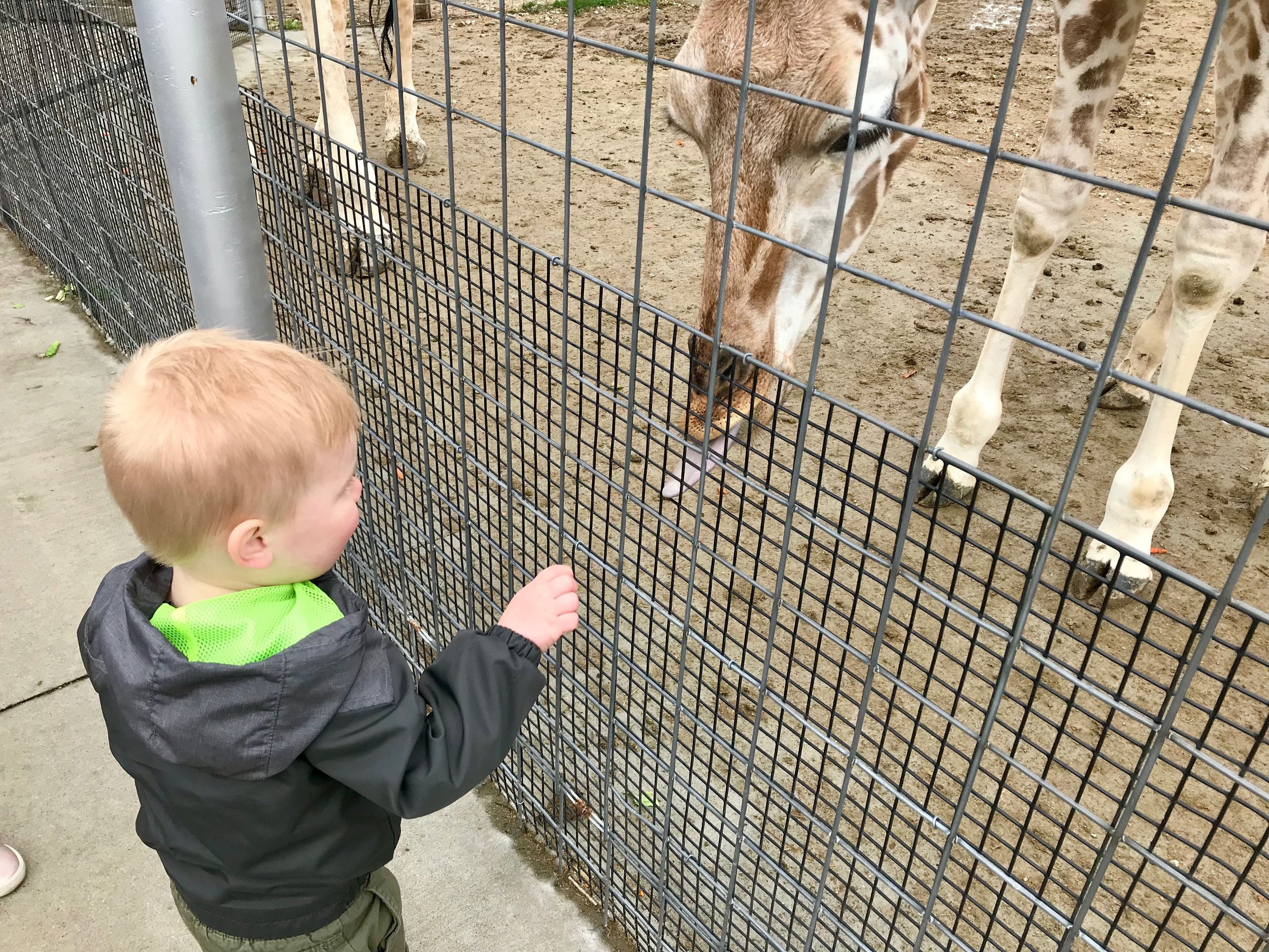 Bolder Ridge Animal Park giraffs.jpeg