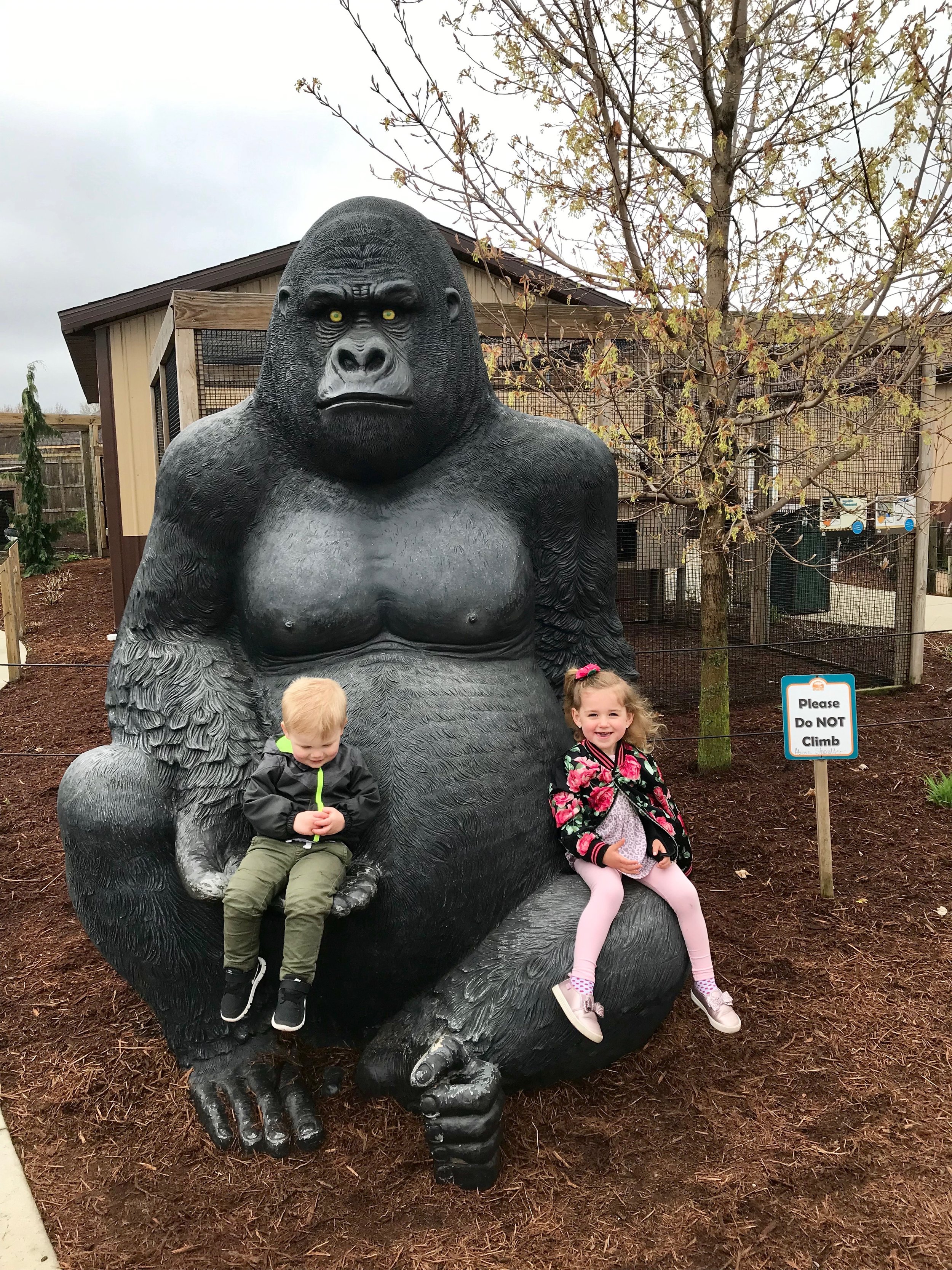 Bolder Ridge Animal park gorilla.jpeg