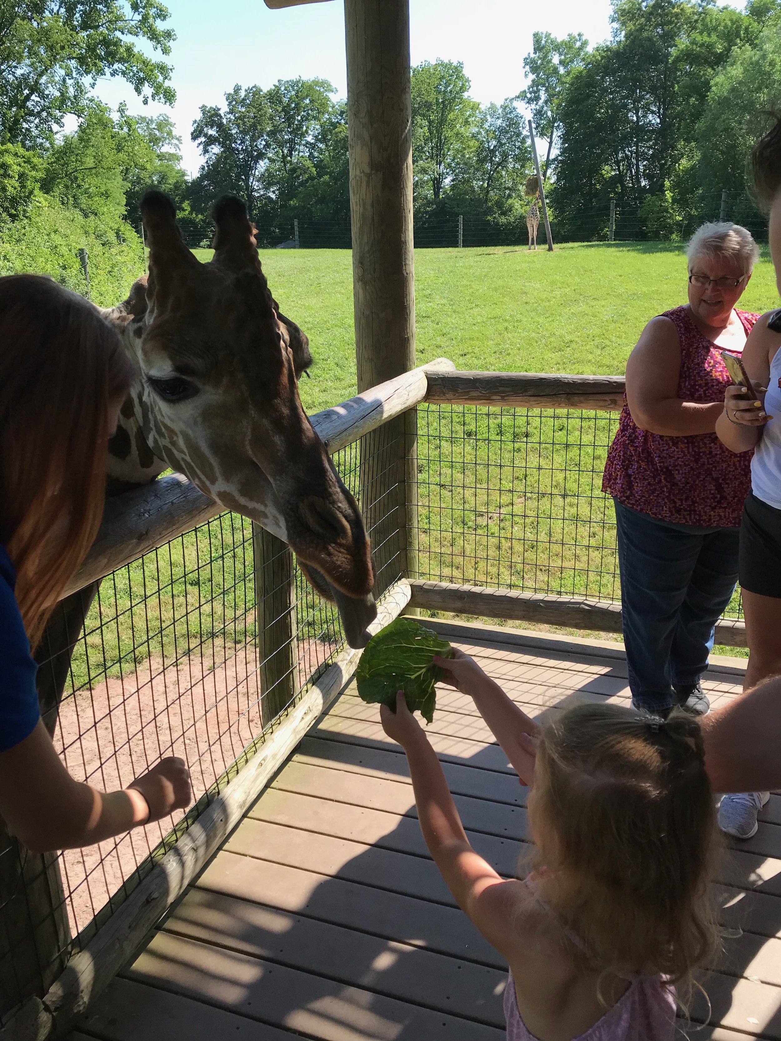 Fort Wayne Childrens zoo giraffs .jpeg