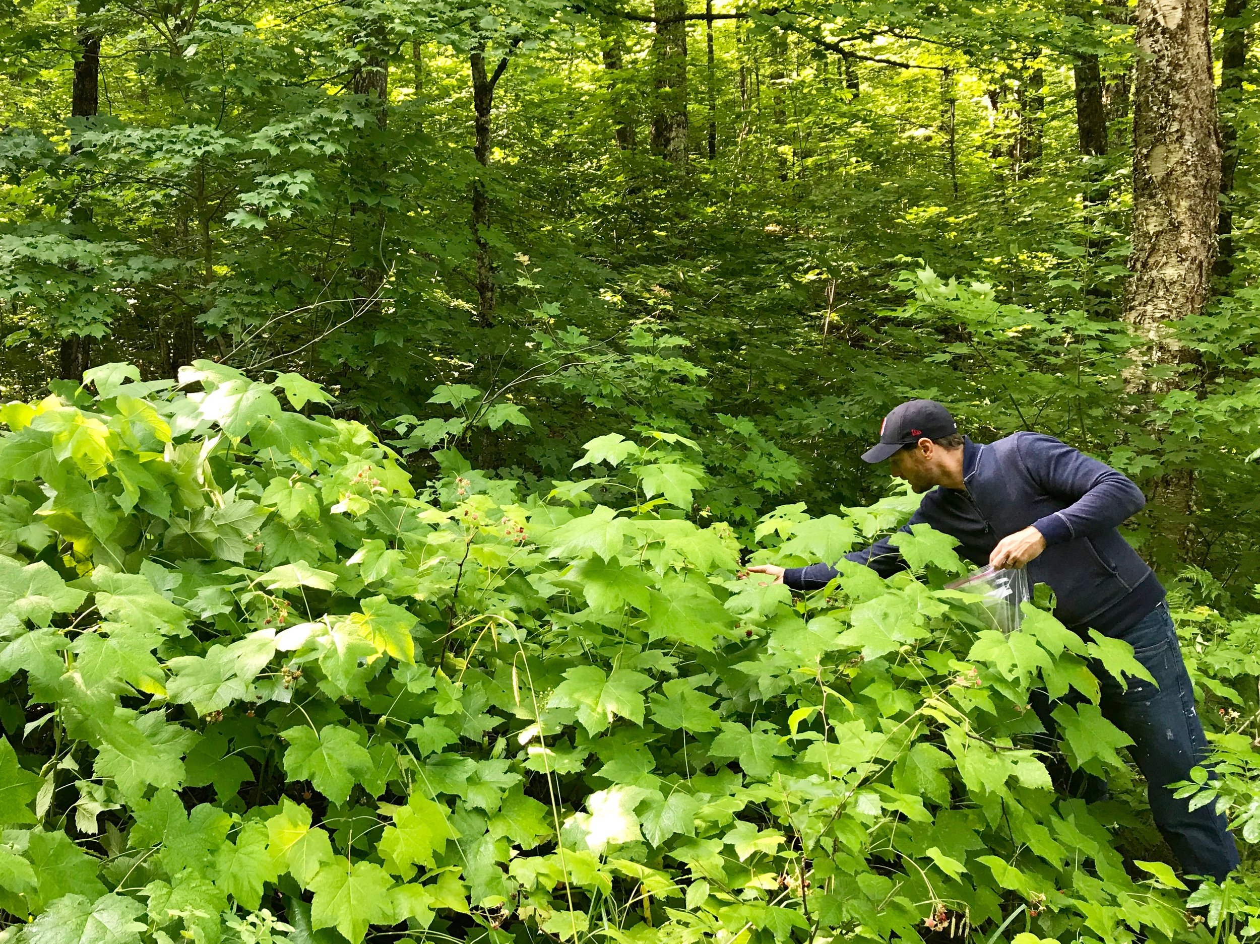 Thimbleberry picking.jpeg