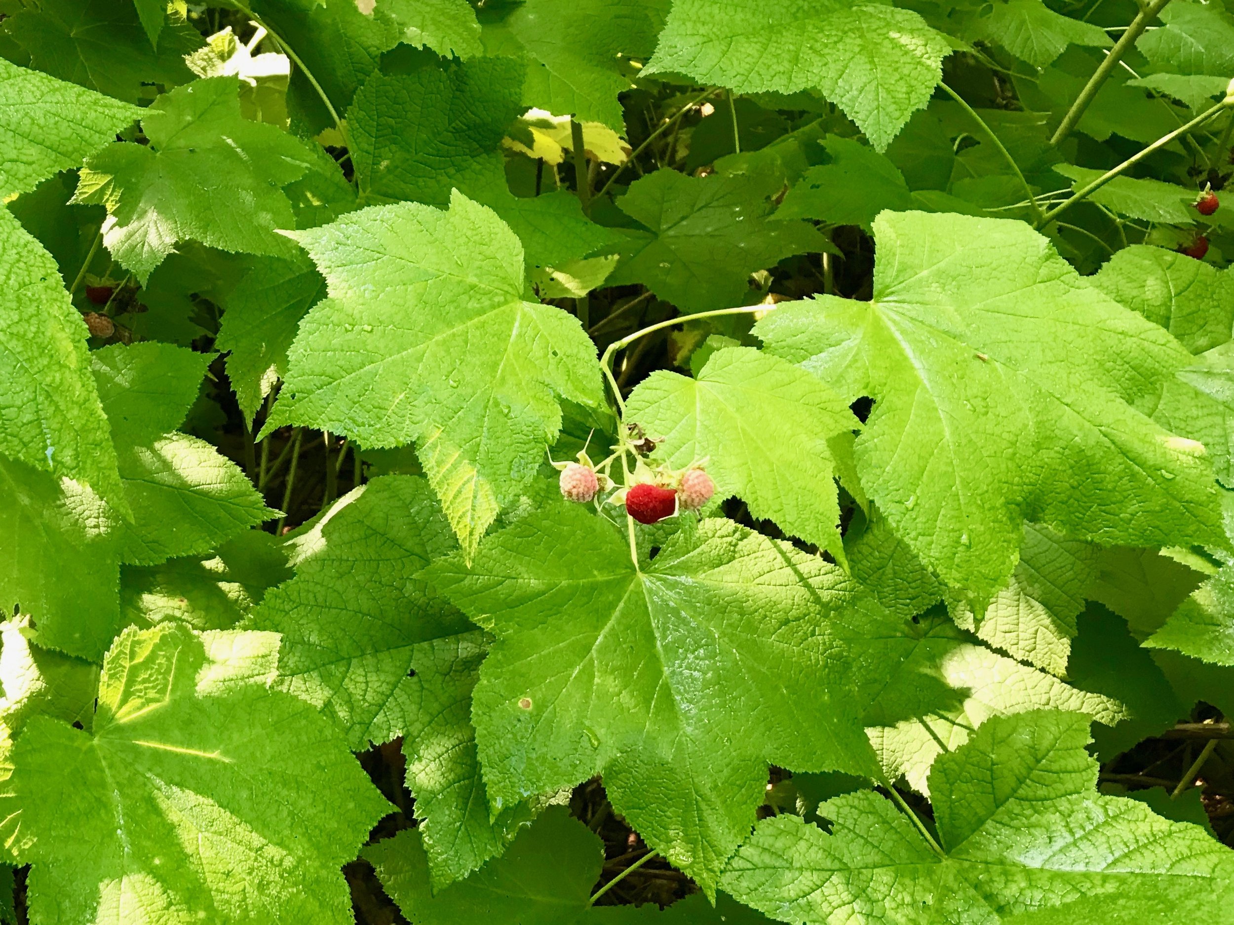 Thimbleberry.jpeg