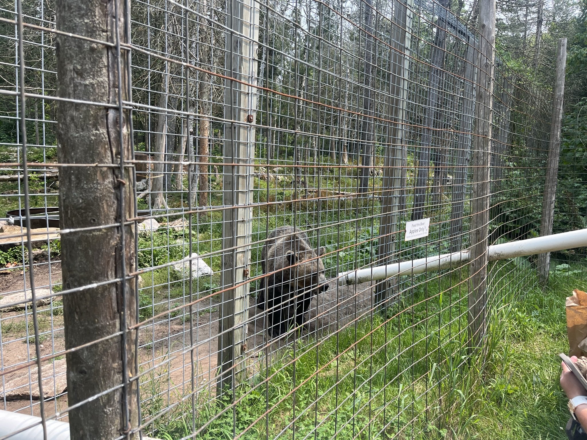 Garlyn Zoo bear.JPEG