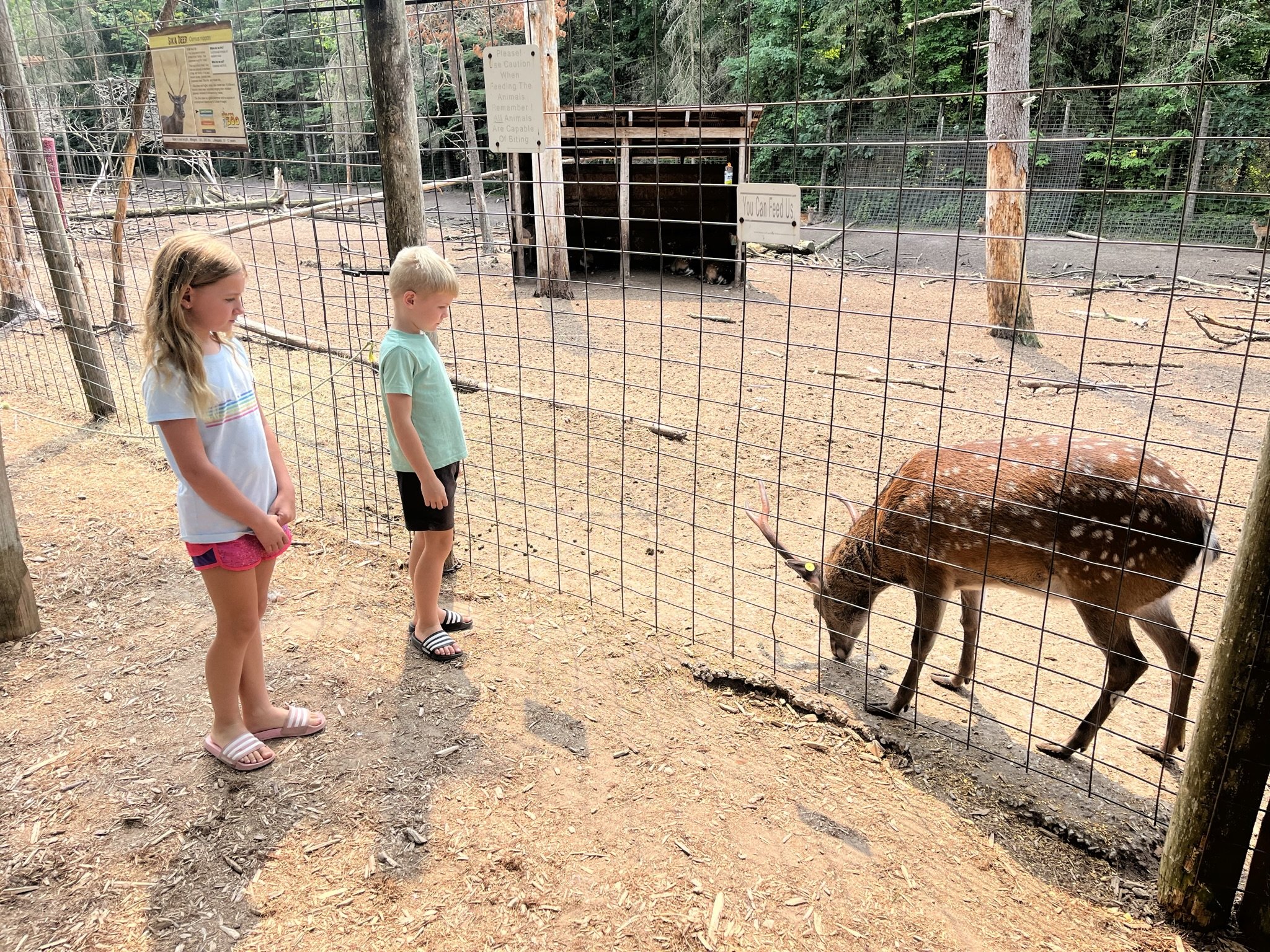 Garlyn Zoo Deer.JPEG