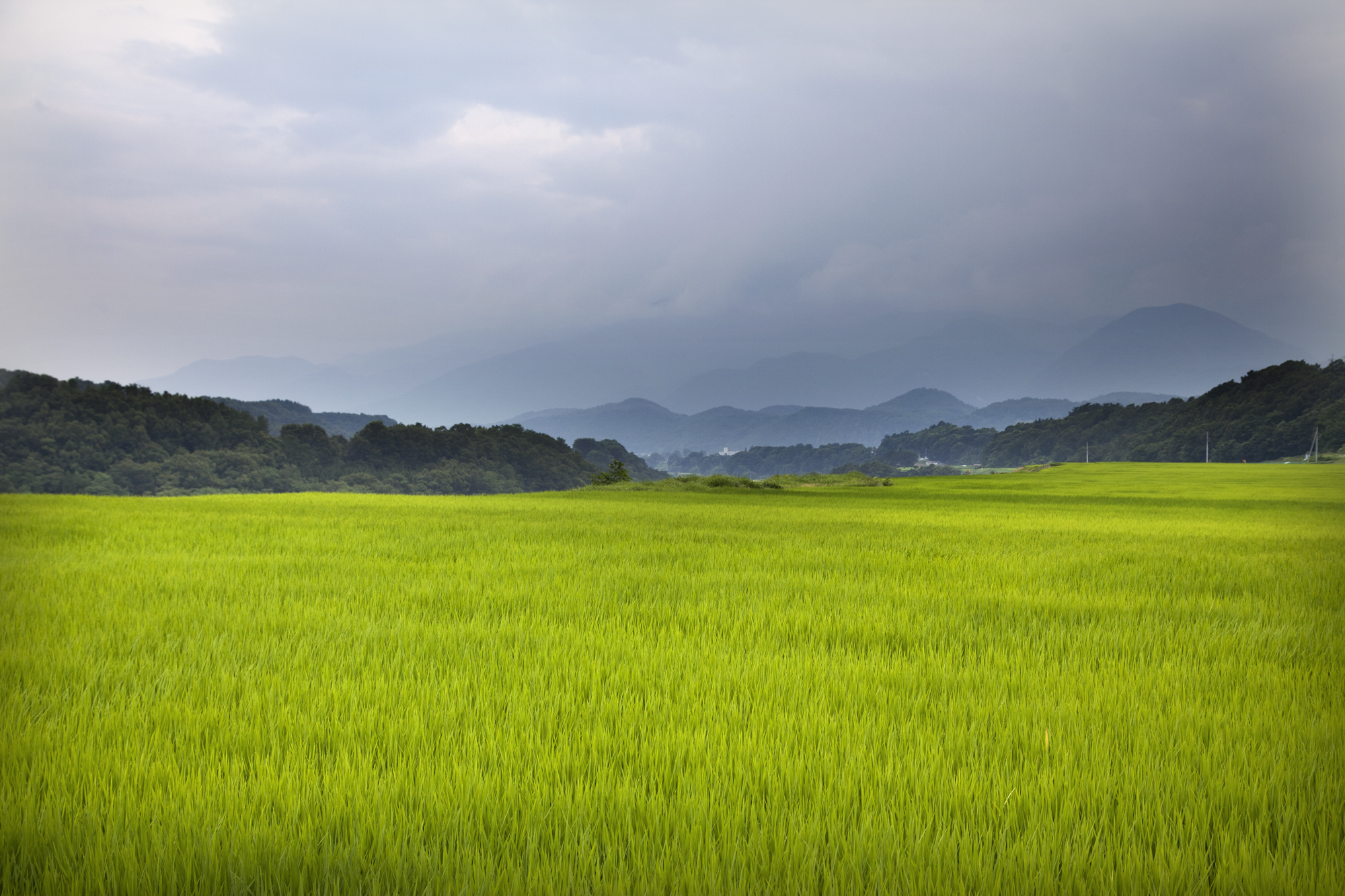 Rice Field.jpg