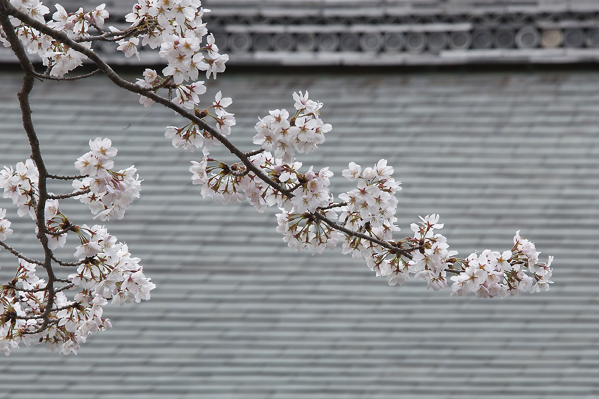 Hiroshima-Kurashiki-Kyoto-March 2014-4_39842.jpg