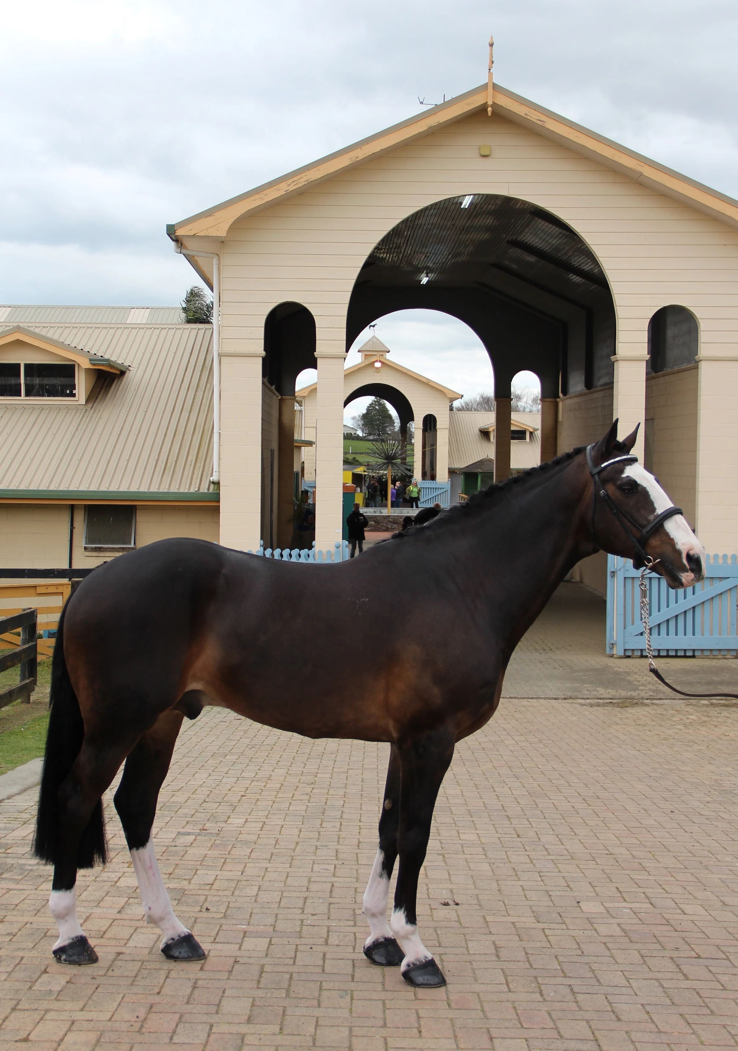 Sirocco Spartacus at the North Island Stallion Parade in 2014