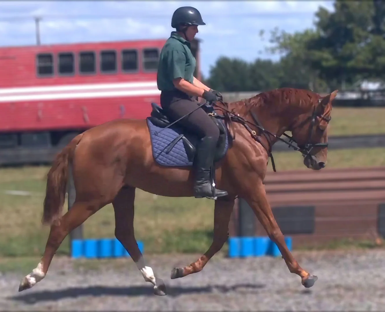 Morewynstowe Cascade trotting in 2015