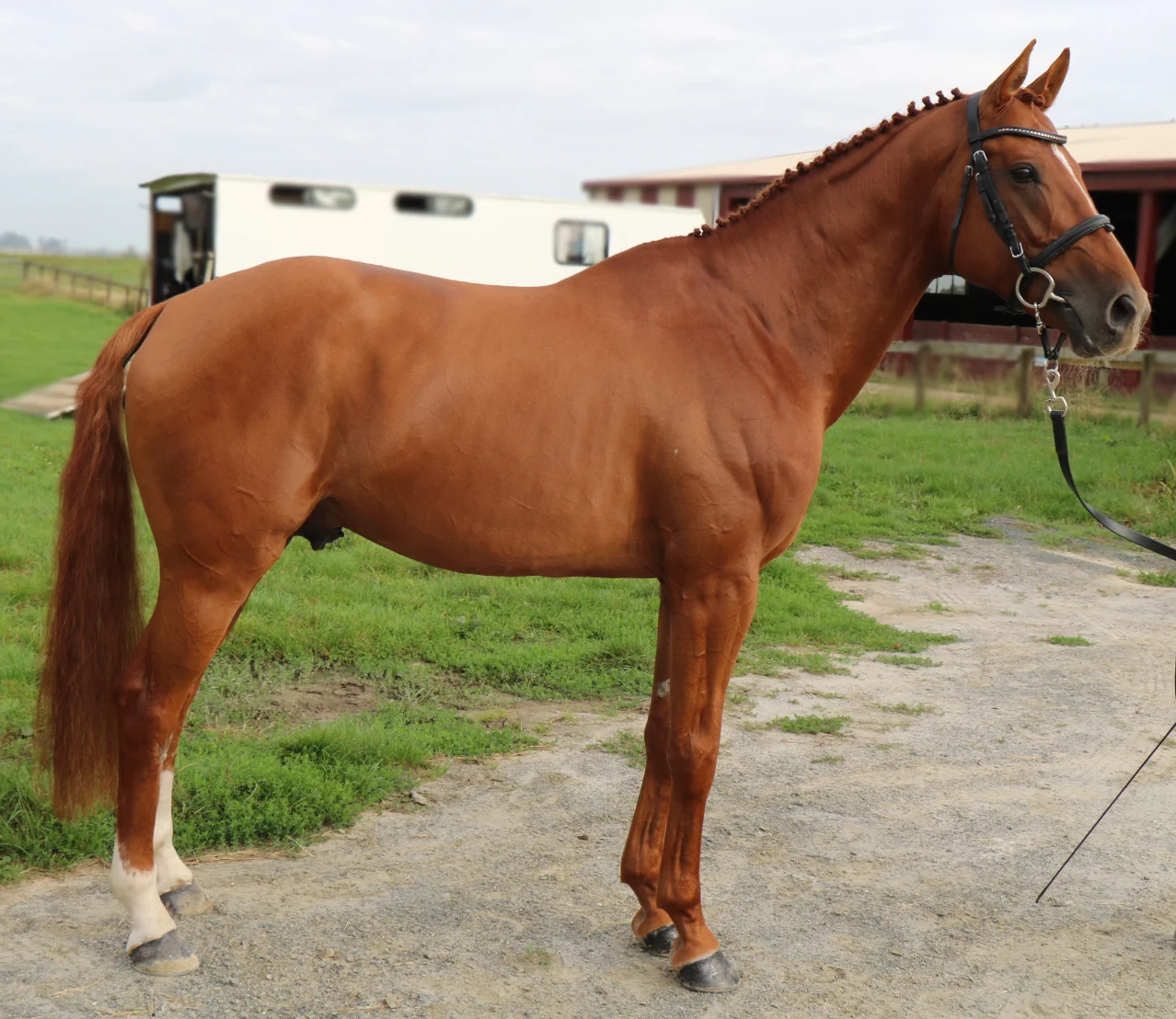 Morewynstowe Cascade at the NZ Warmblood Classification Tour 2017