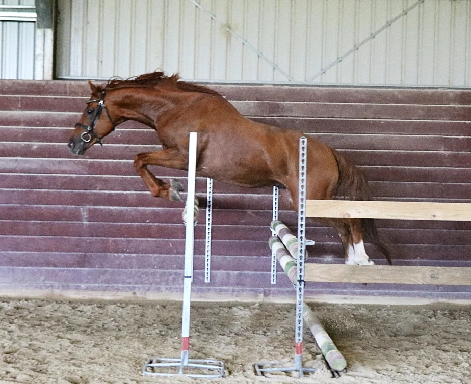 Morewynstowe Cascade free jumping at the NZWB Classification in 2017