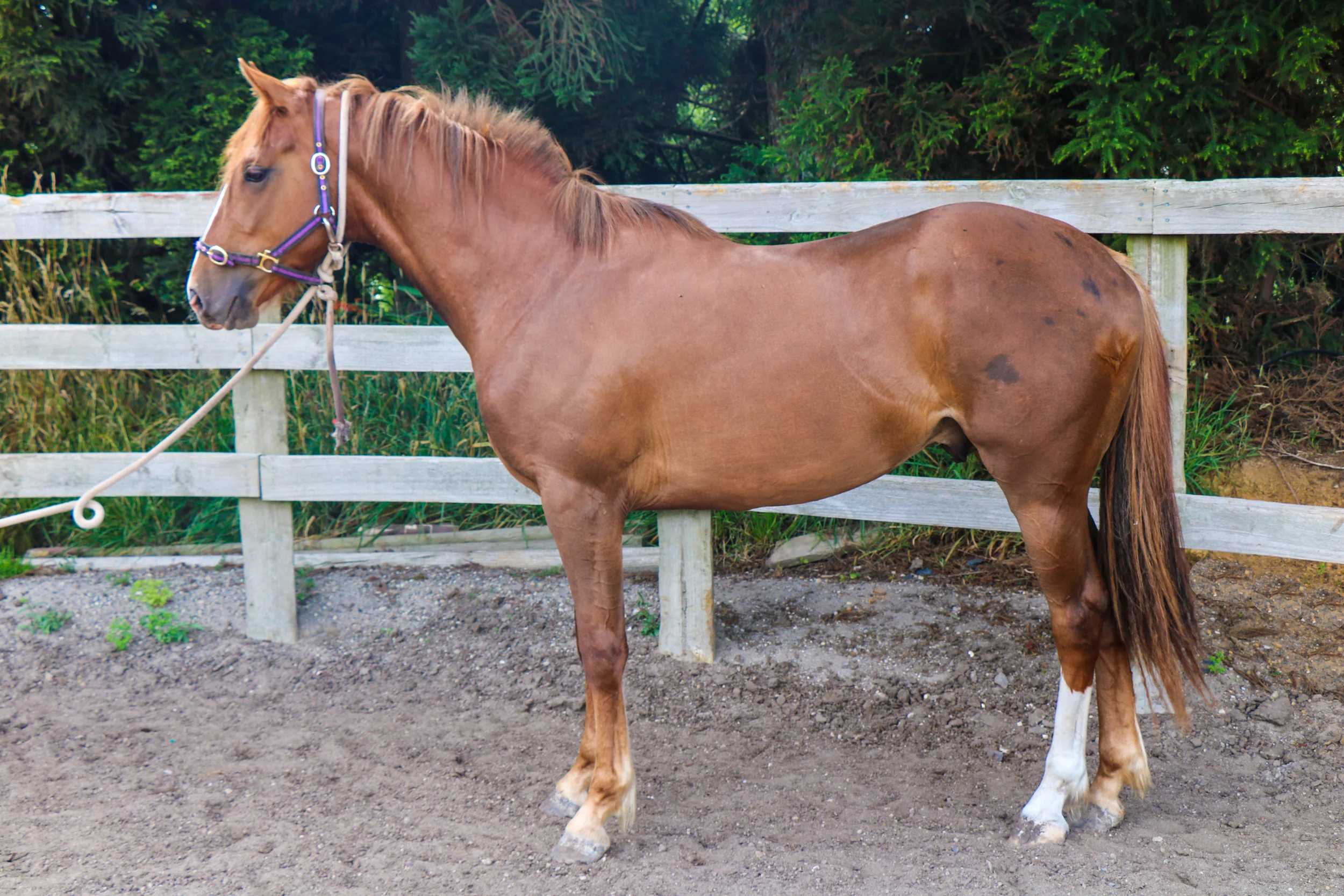 Morewynstowe On Fire - 2 year colt by Sirocco Spartacus