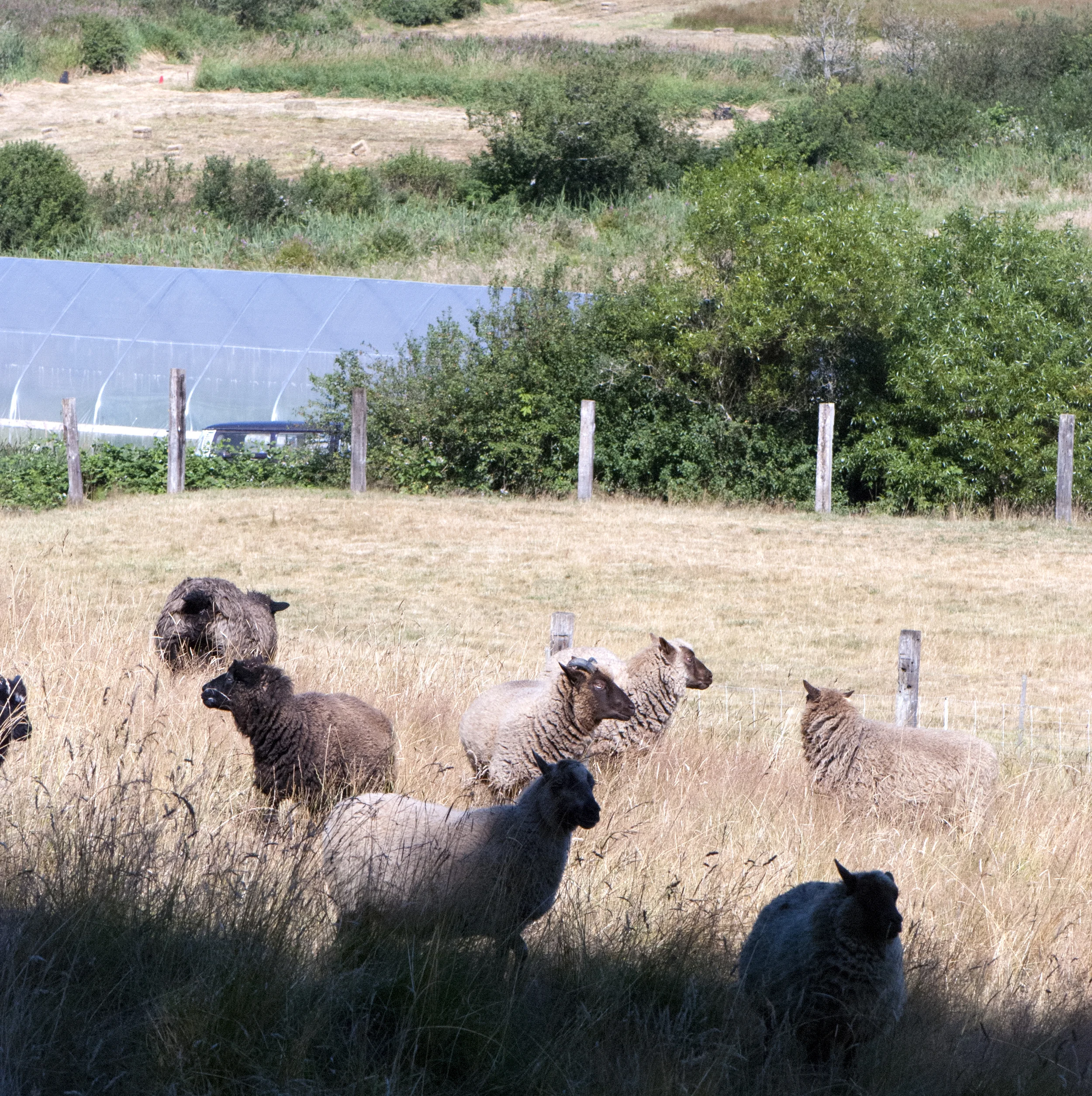 flock.jpg