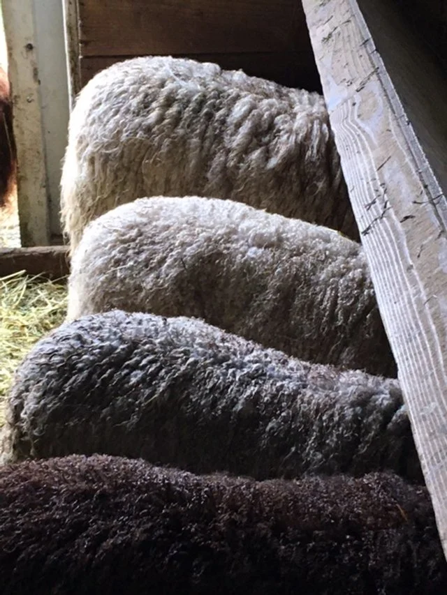 Sheep at feeders.JPG