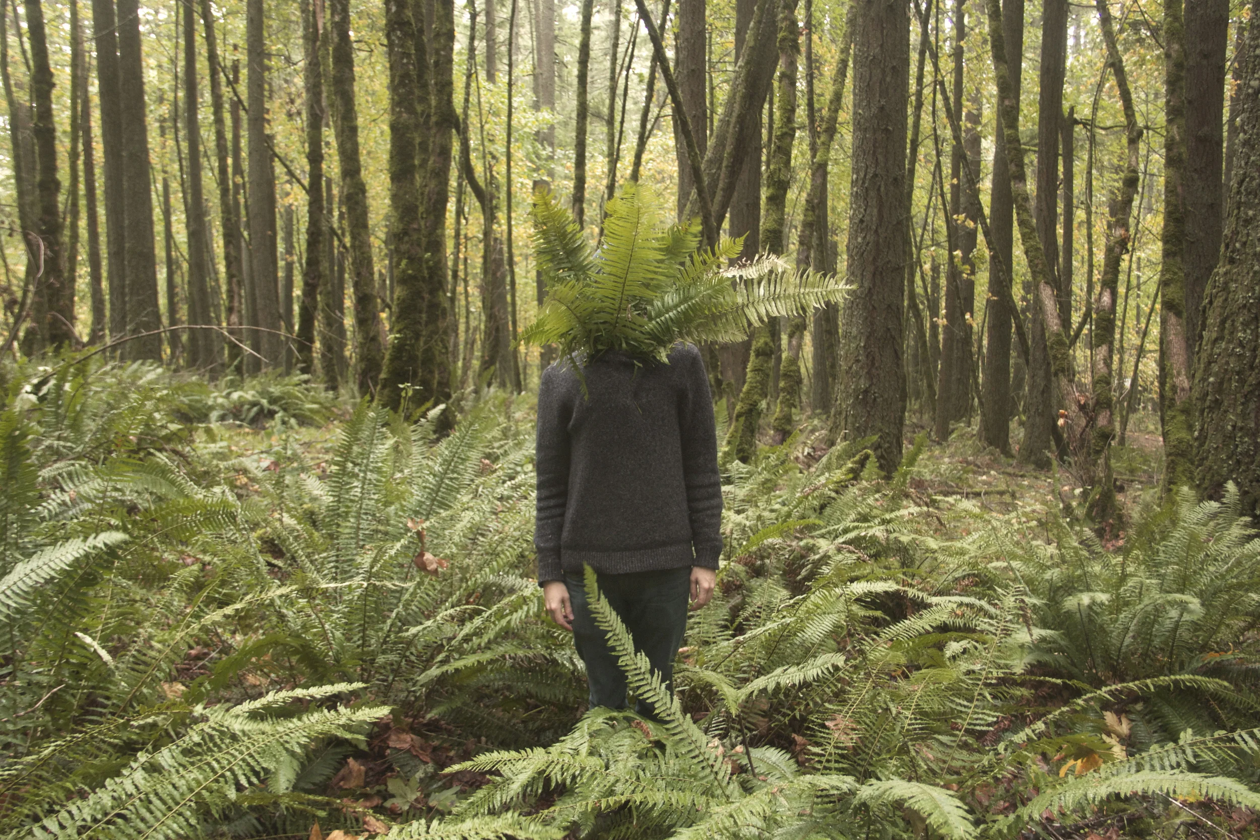 green man xiii: sword fern