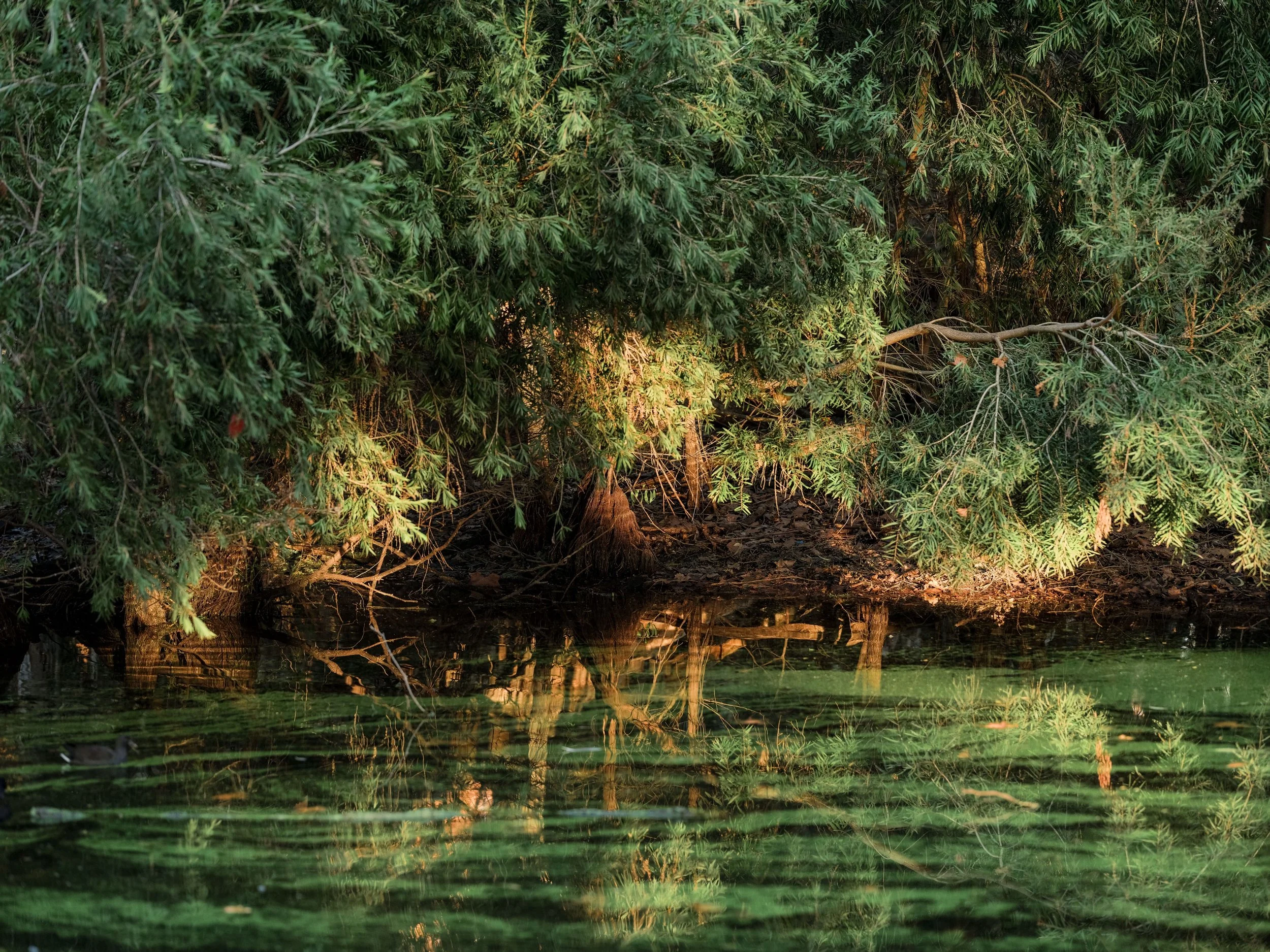 Ken's Proposal-7.JPG