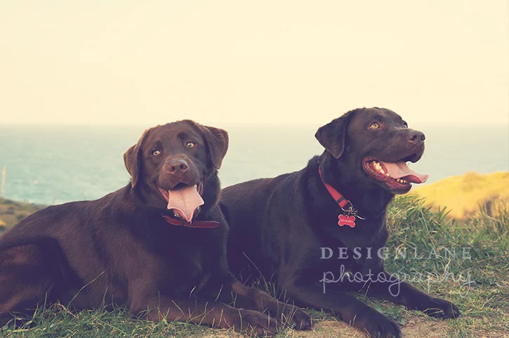 pet photography